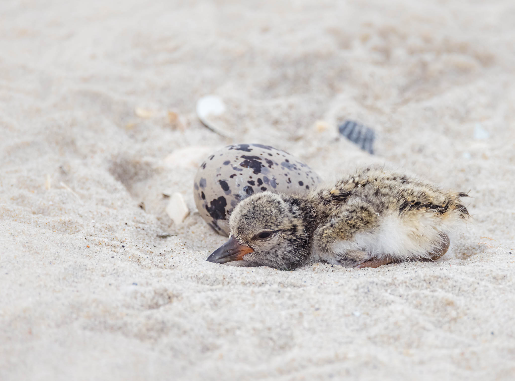 American Oystercatcher