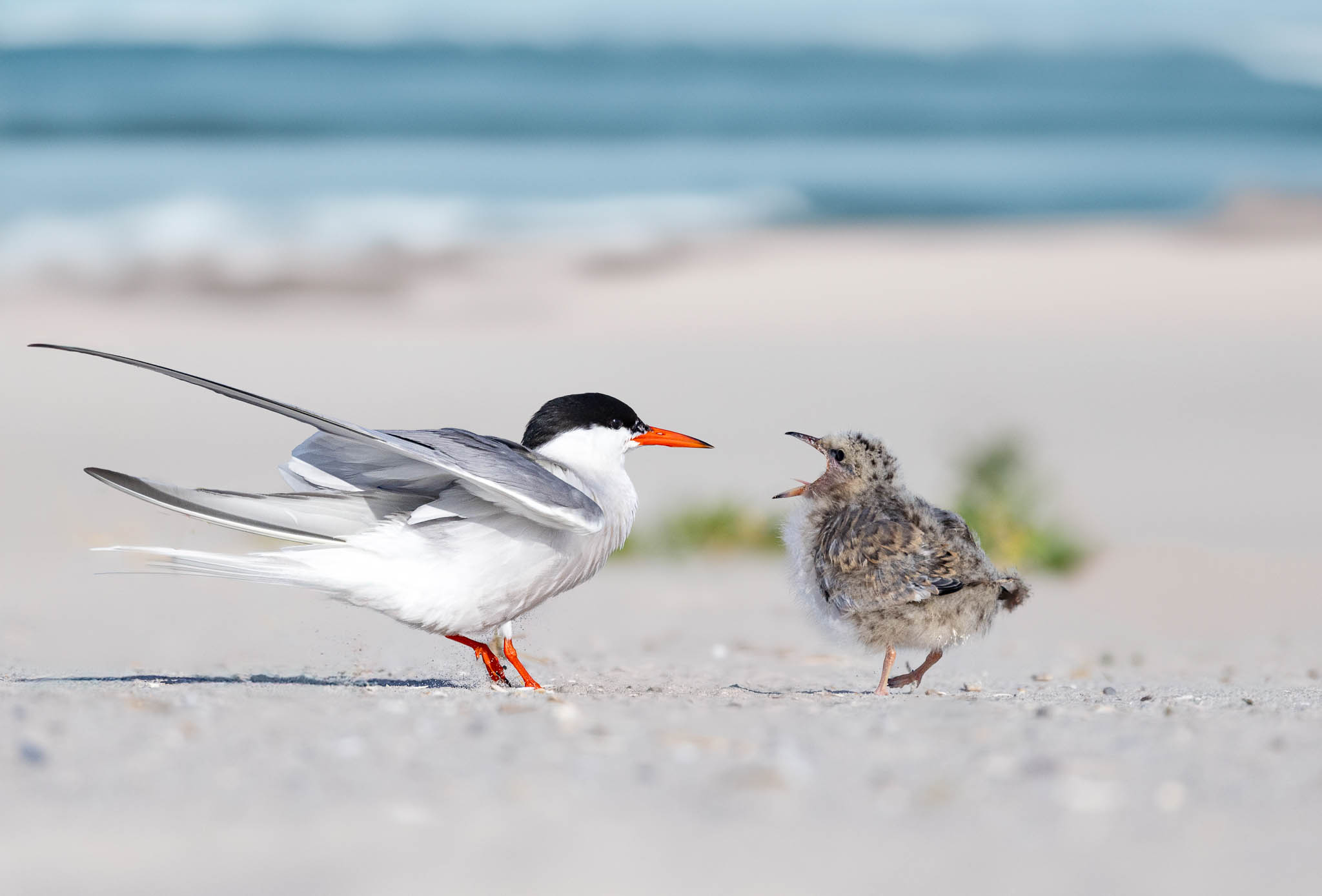 Common Tern