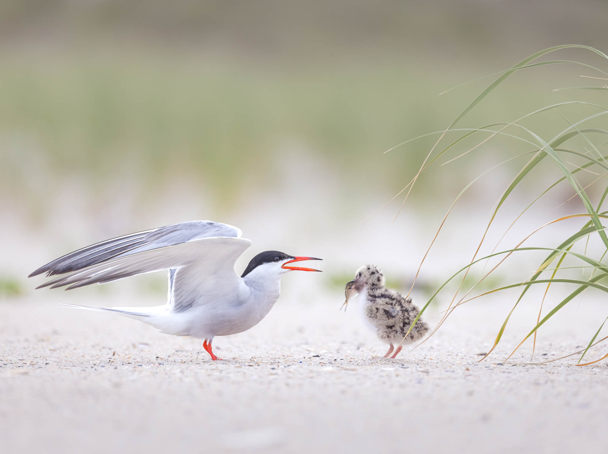 Common Tern
