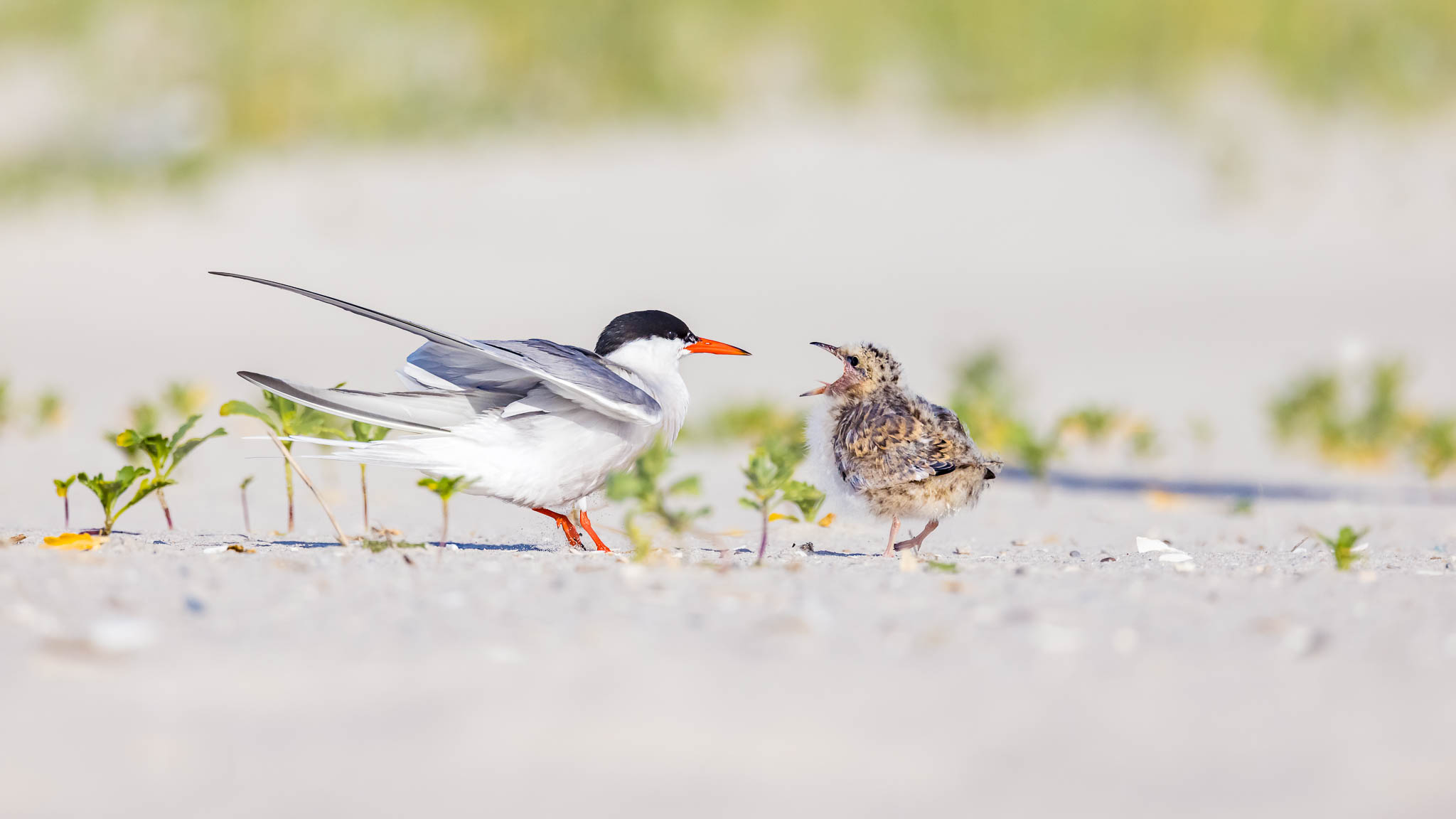 Common Tern