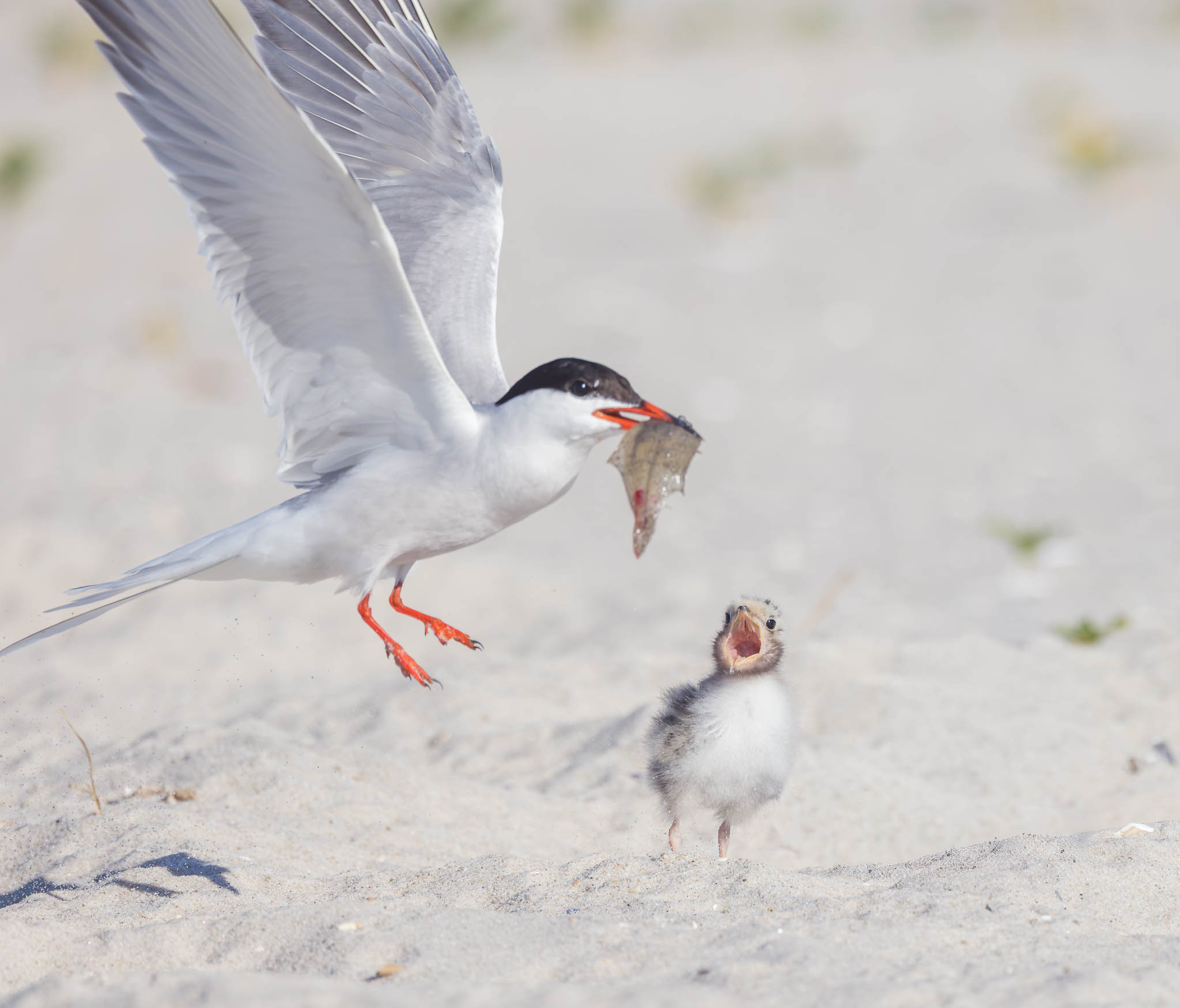Common Tern