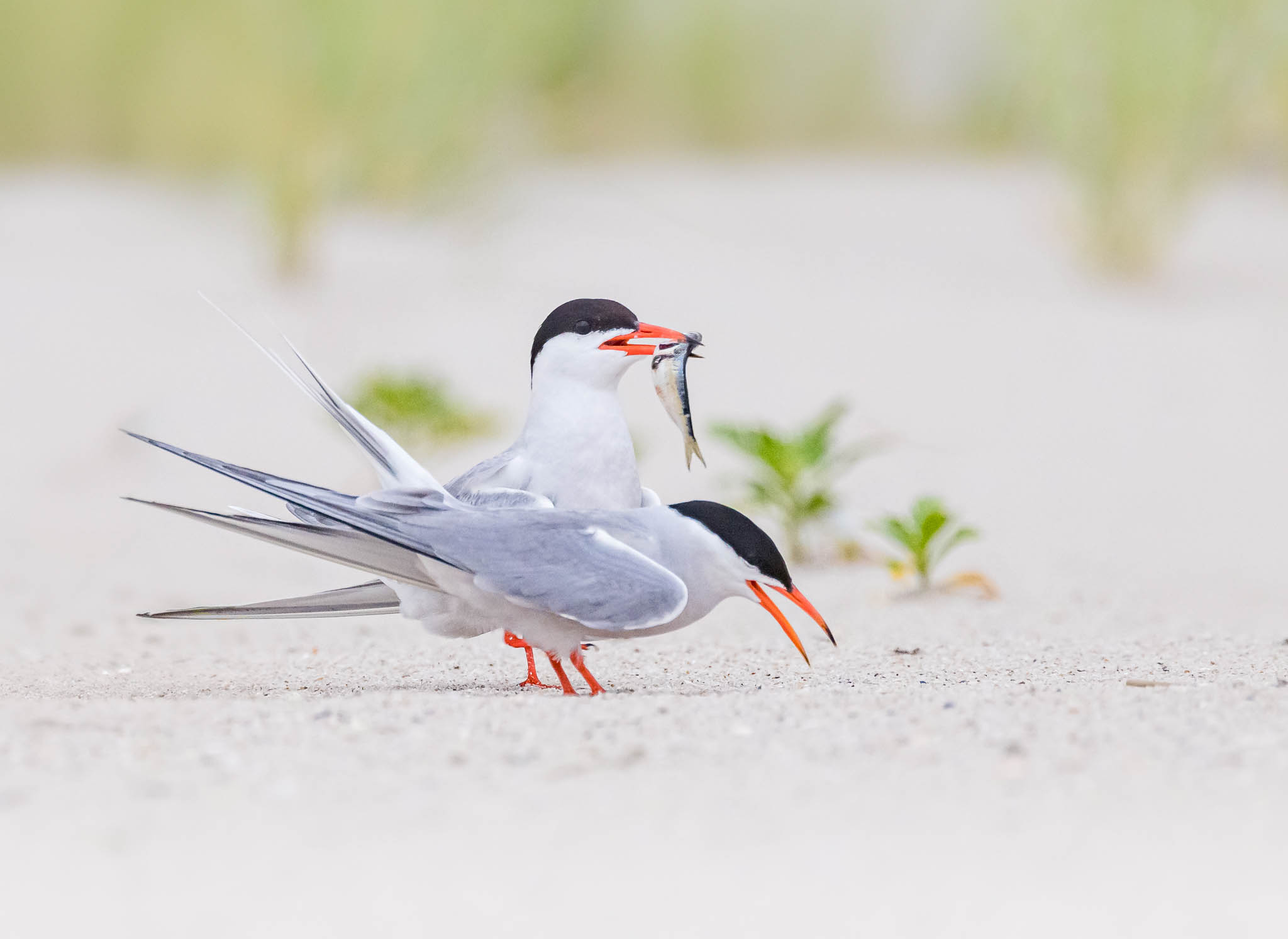 Common Tern
