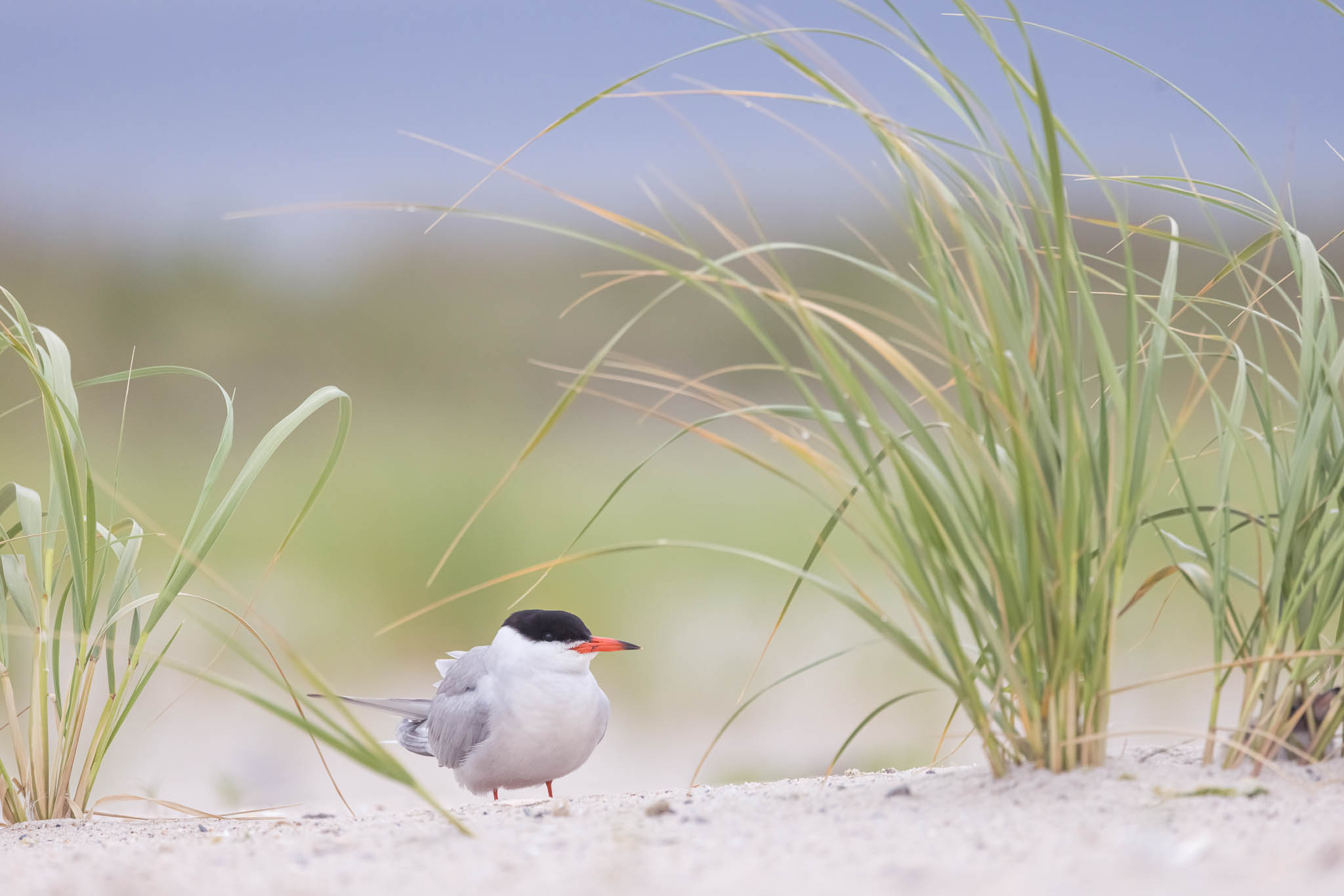 Common Tern