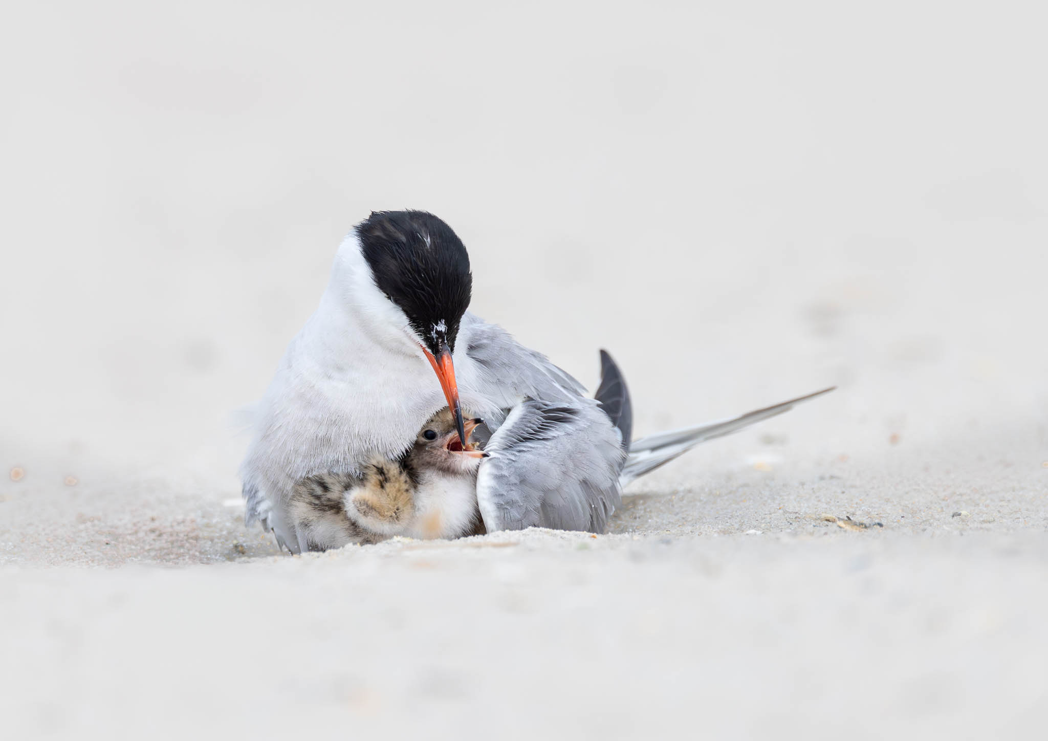 Common Tern