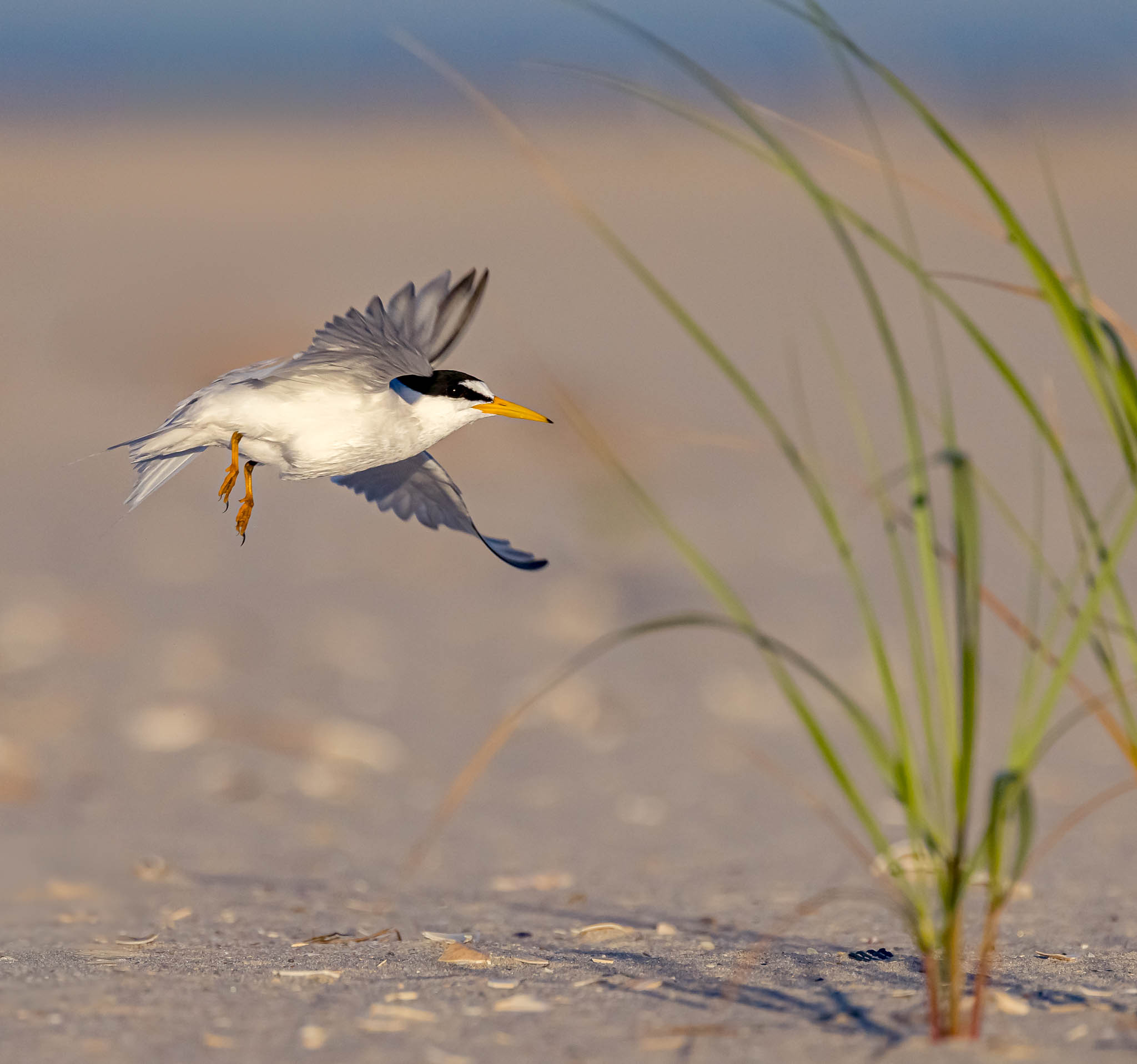 Least Tern
