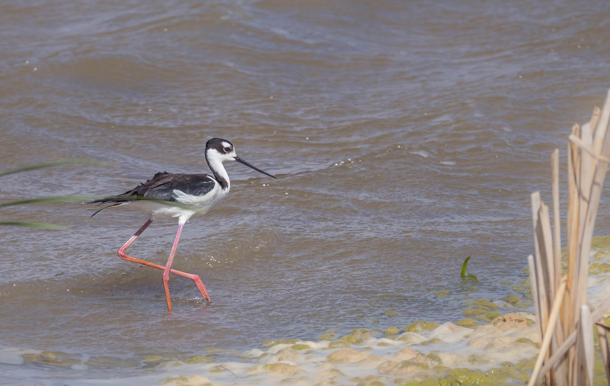 Black-Necked Stilt