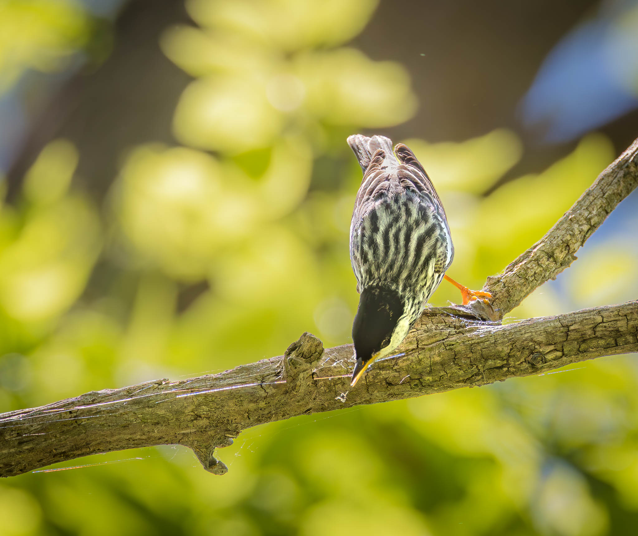 Blackpoll Warbler