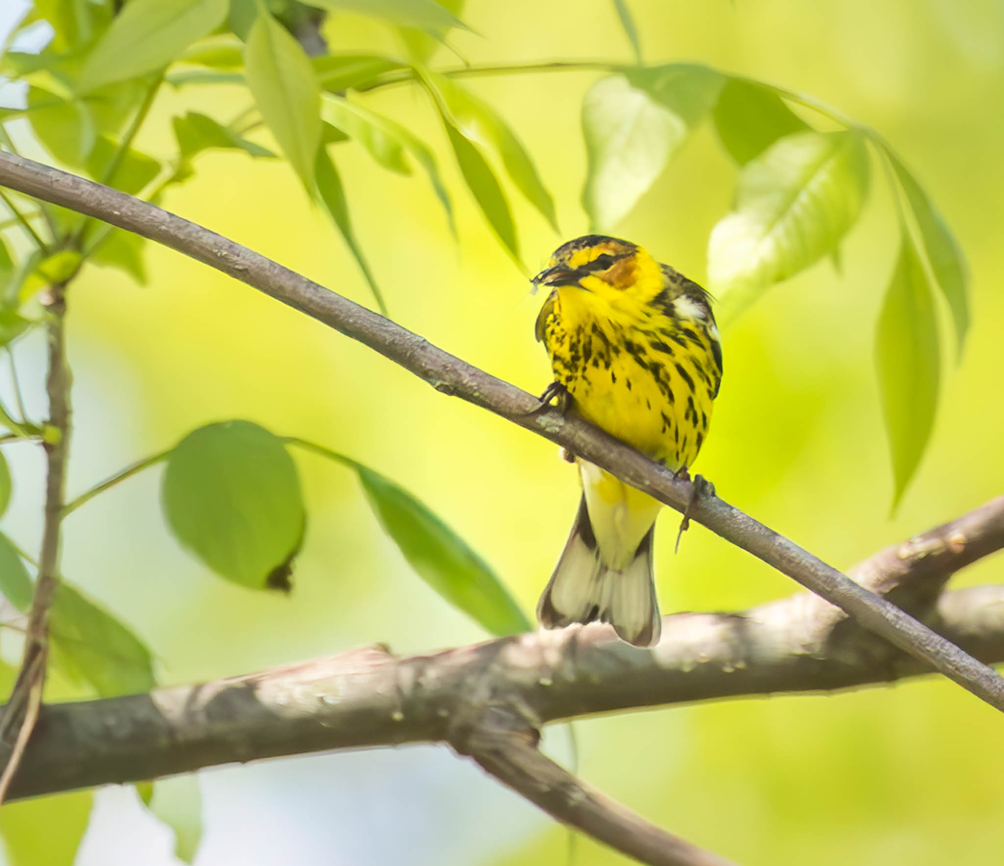 Cape May Warbler