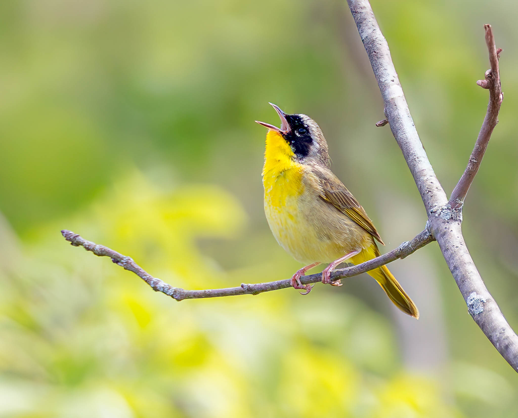 Common Yellowthroat