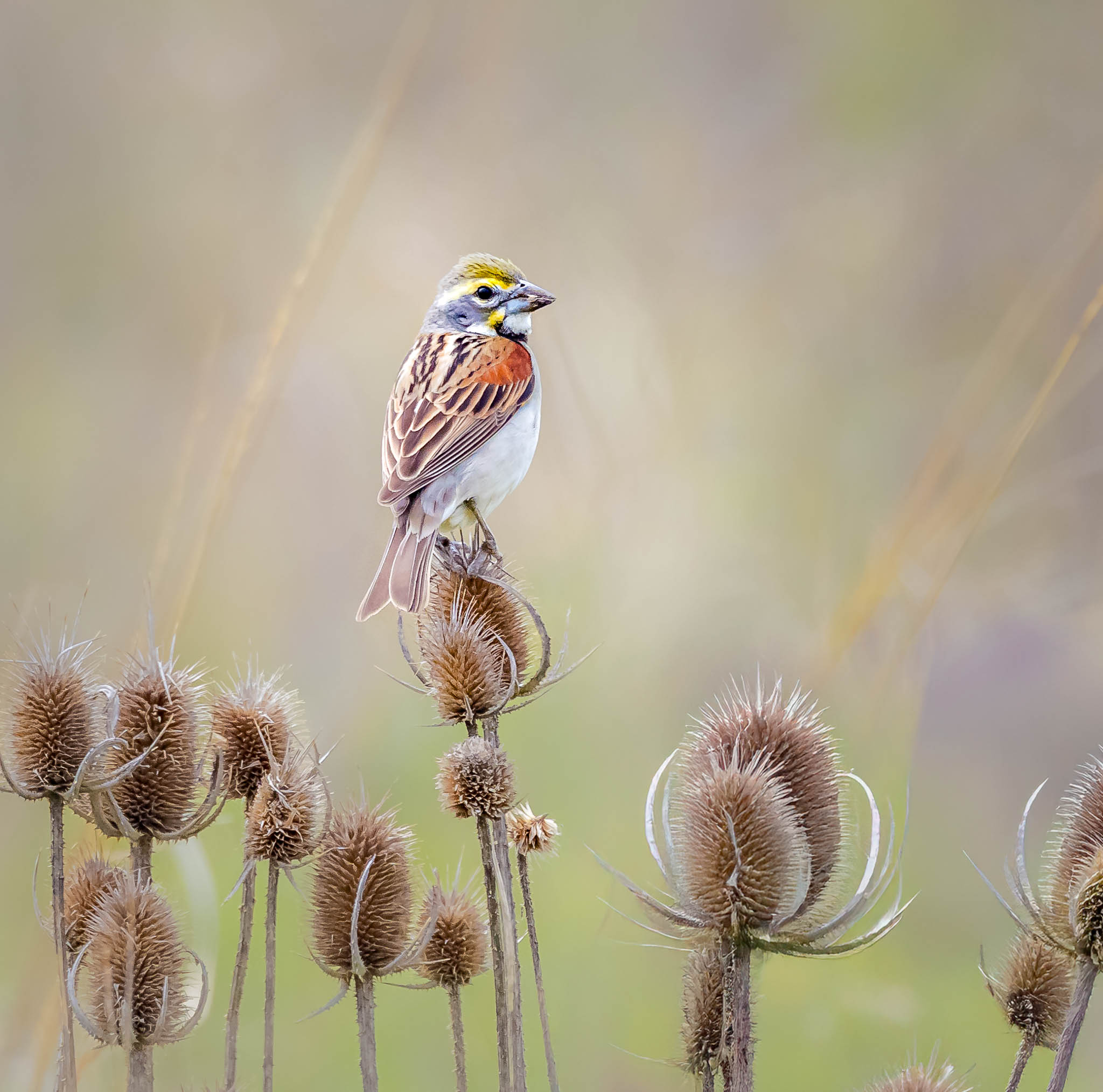 Dickcissel