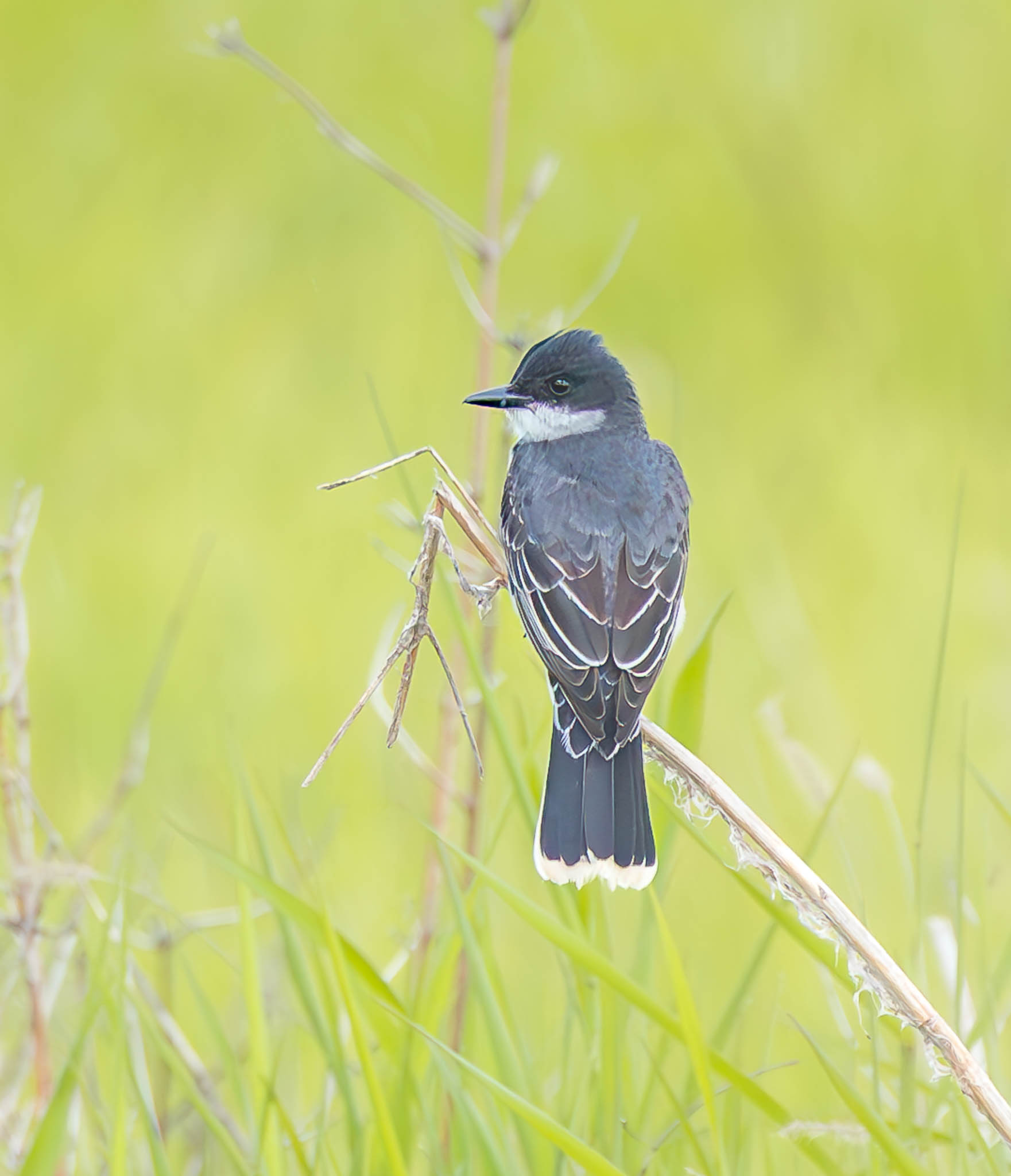 Eastern Kingbird