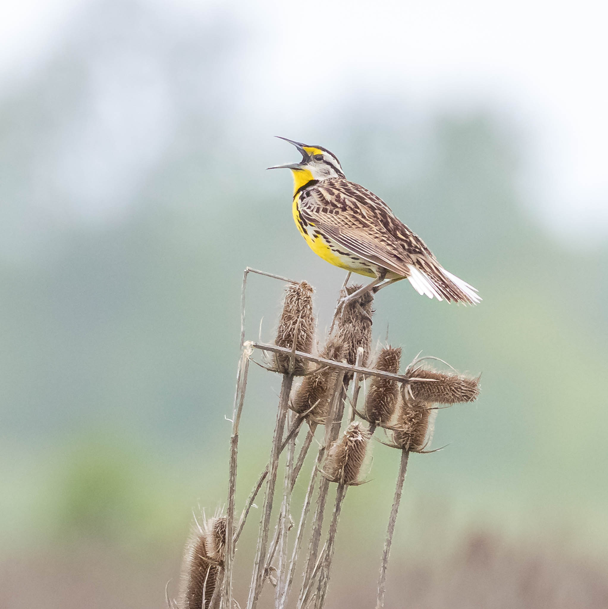 Eastern Meadowlark