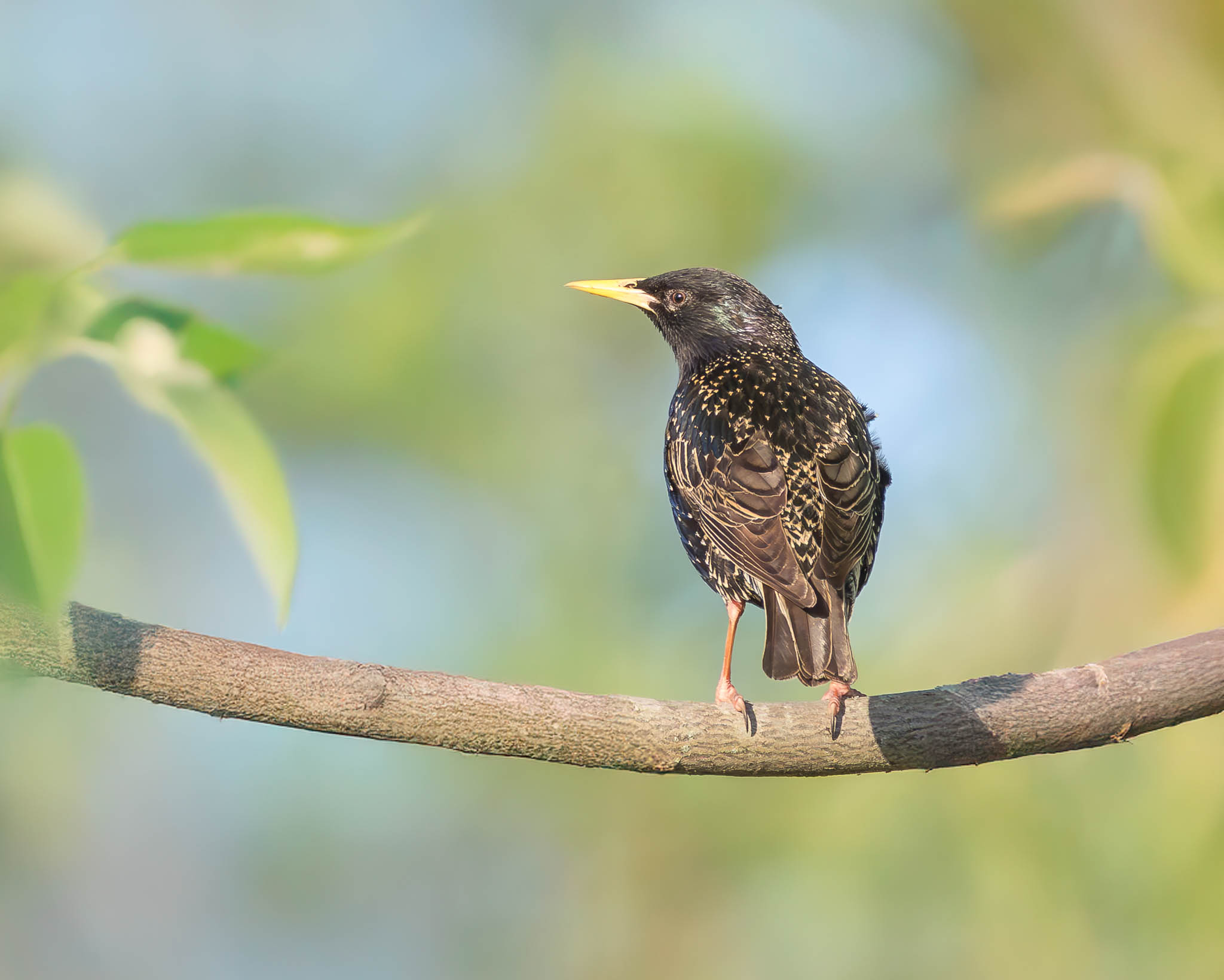 European Starling