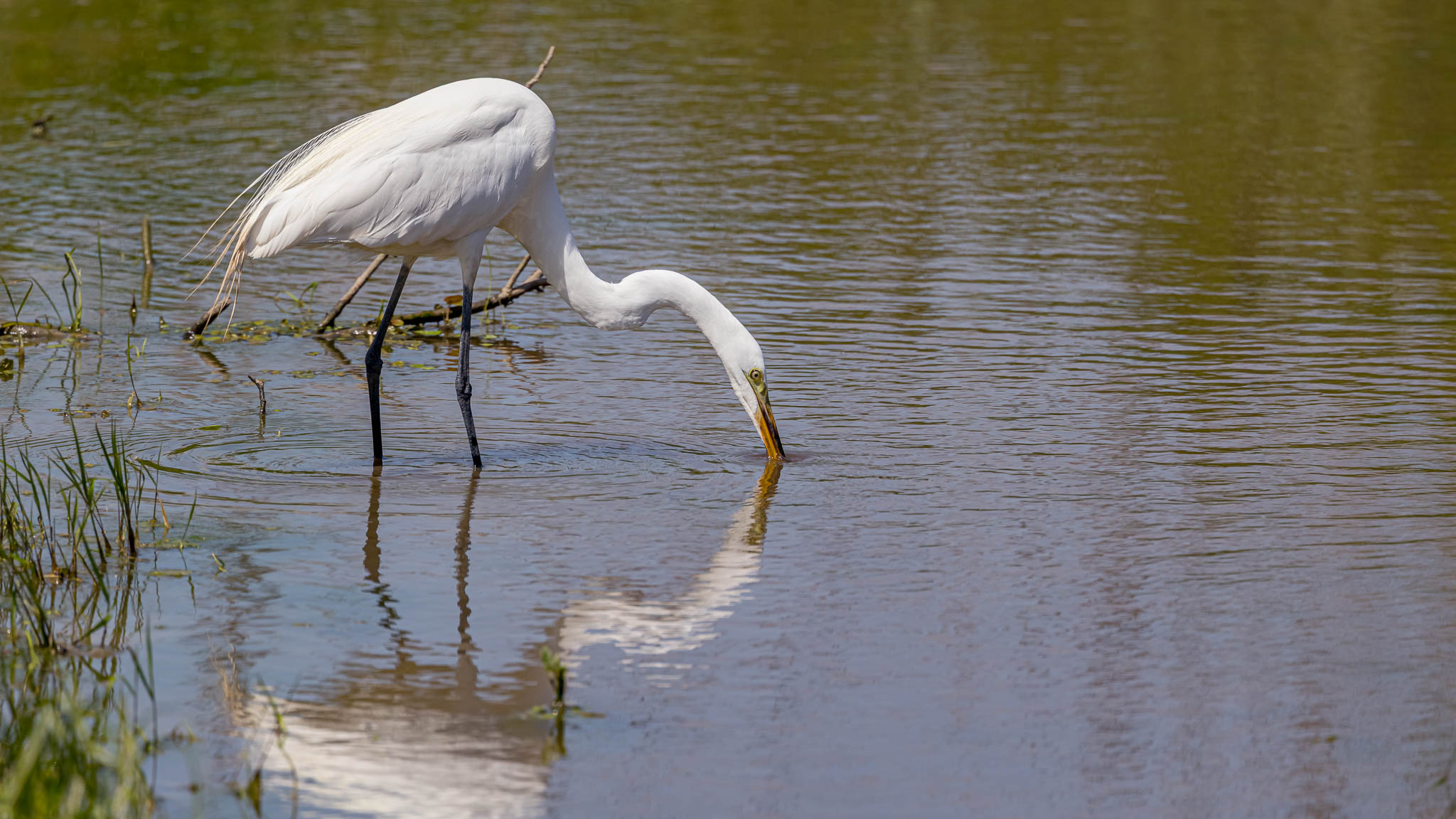 Great Egret