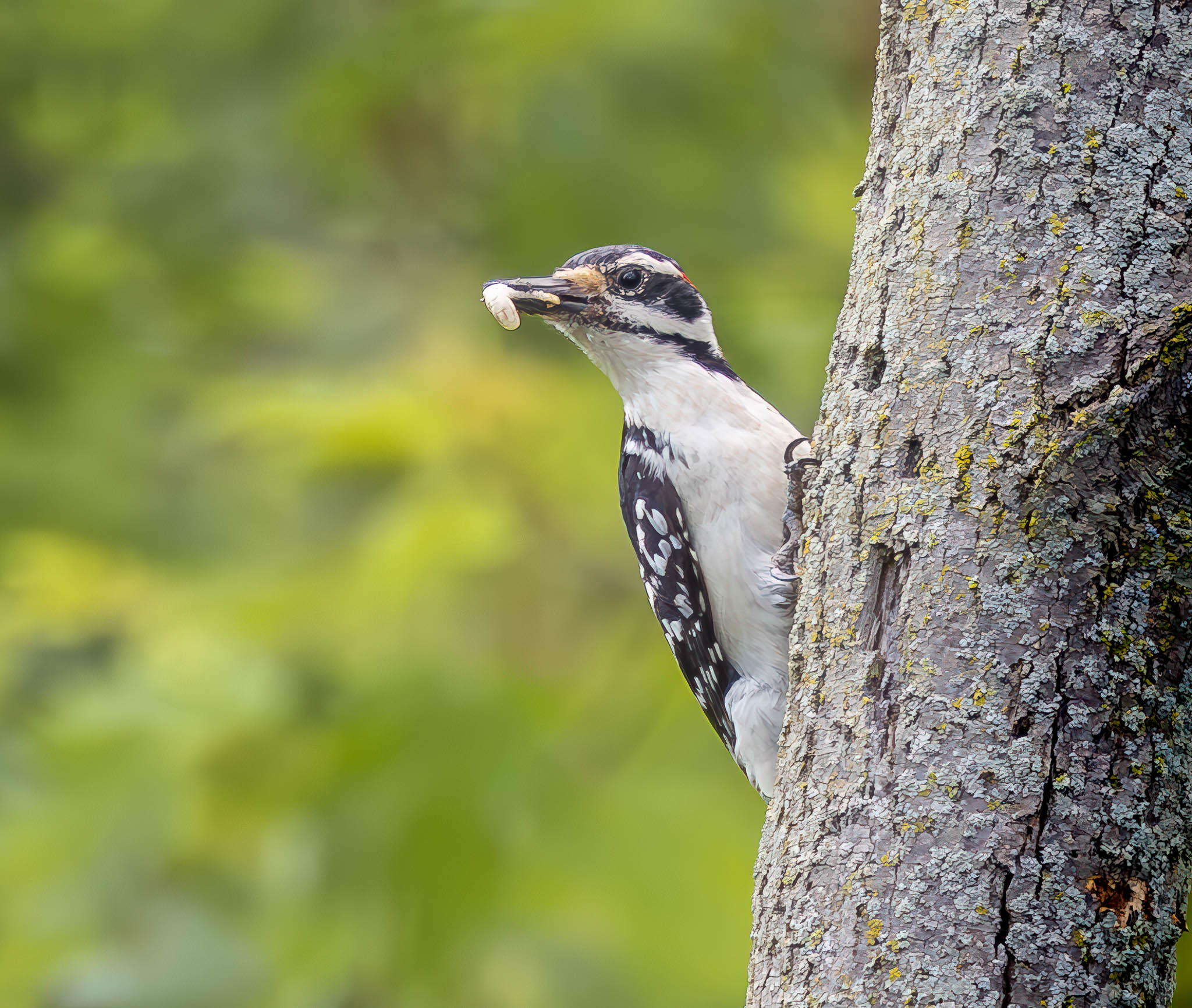 Hairy Woodpecker