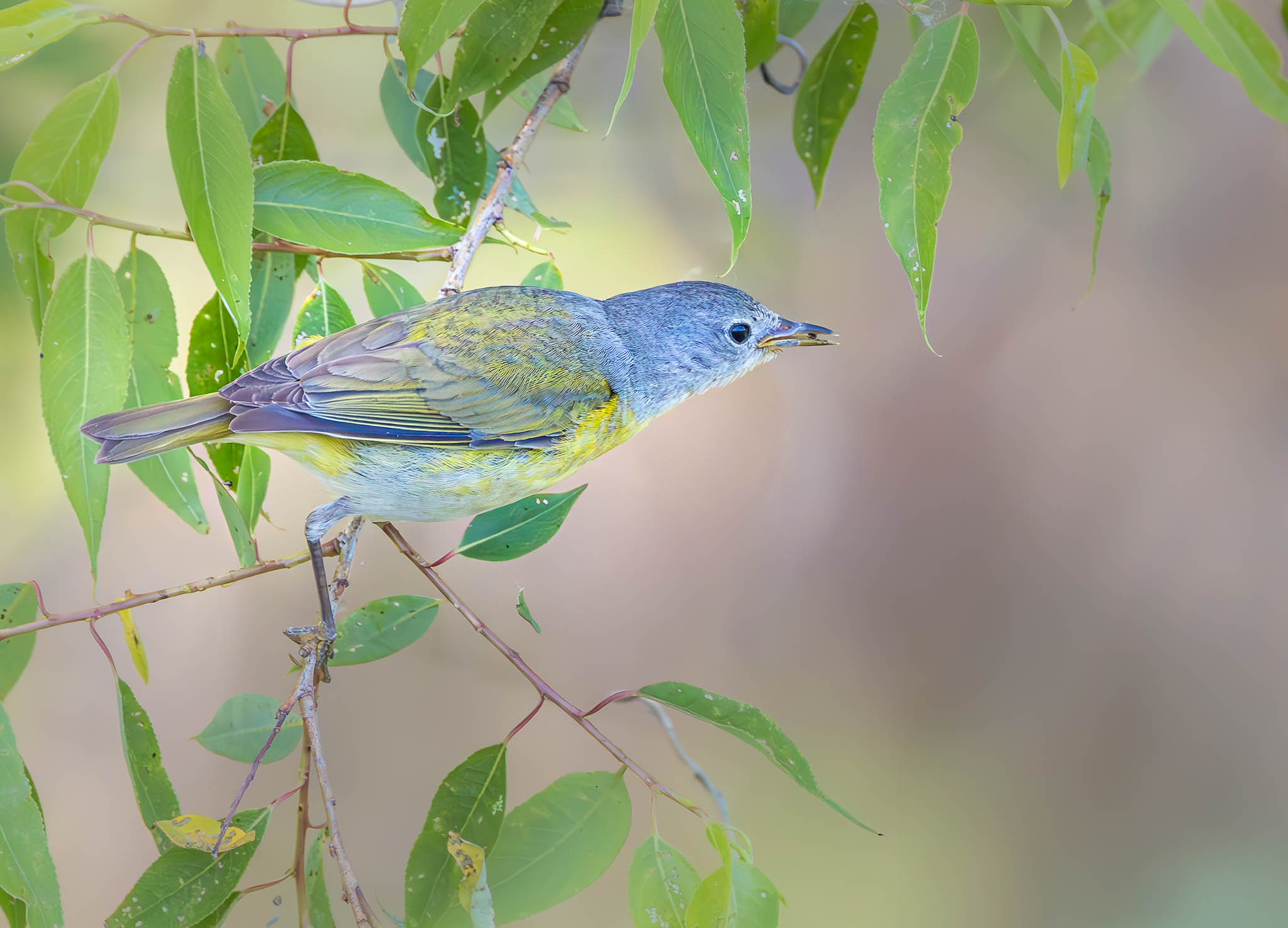 Nashville Warbler