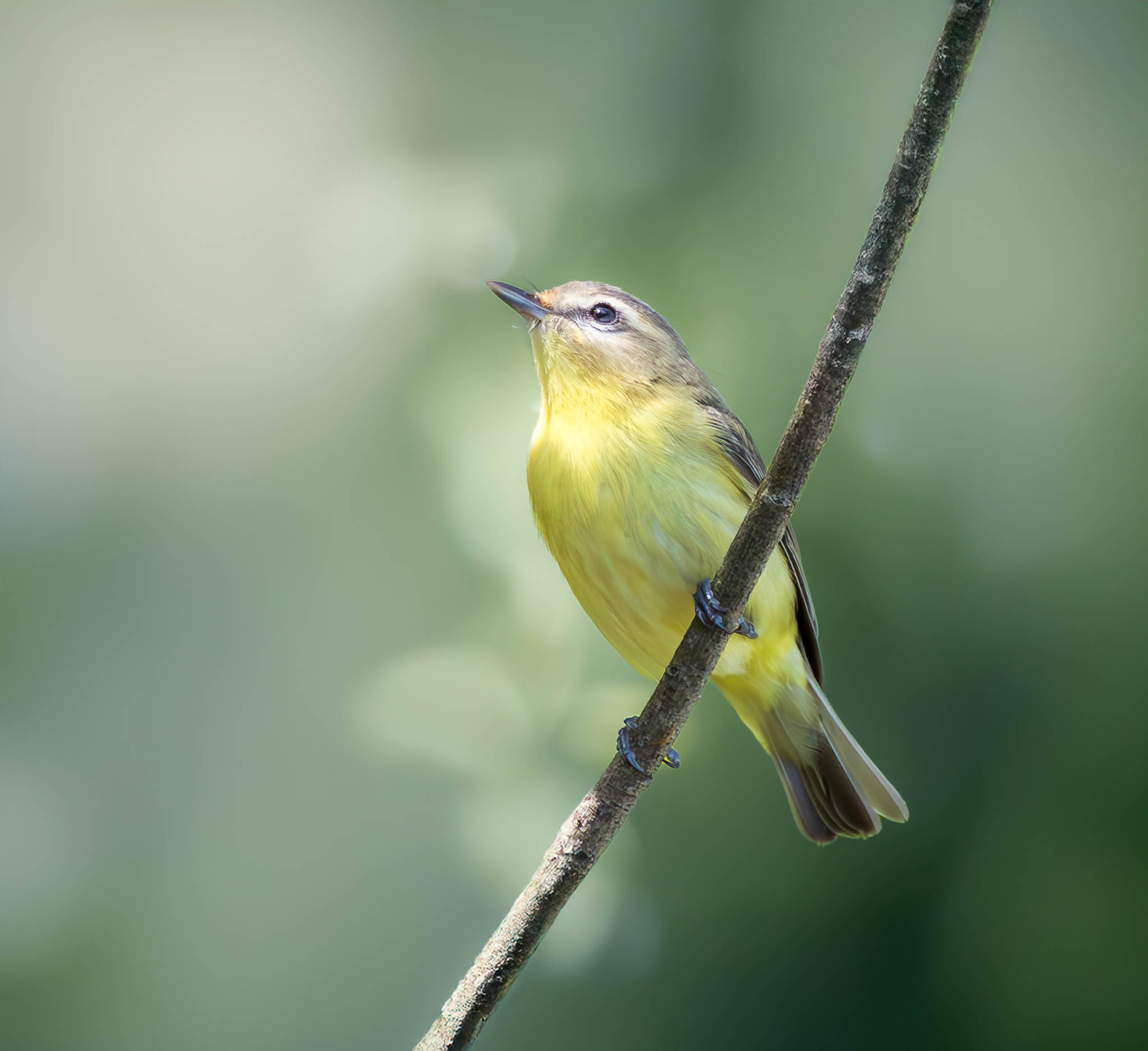Philadelphia Vireo