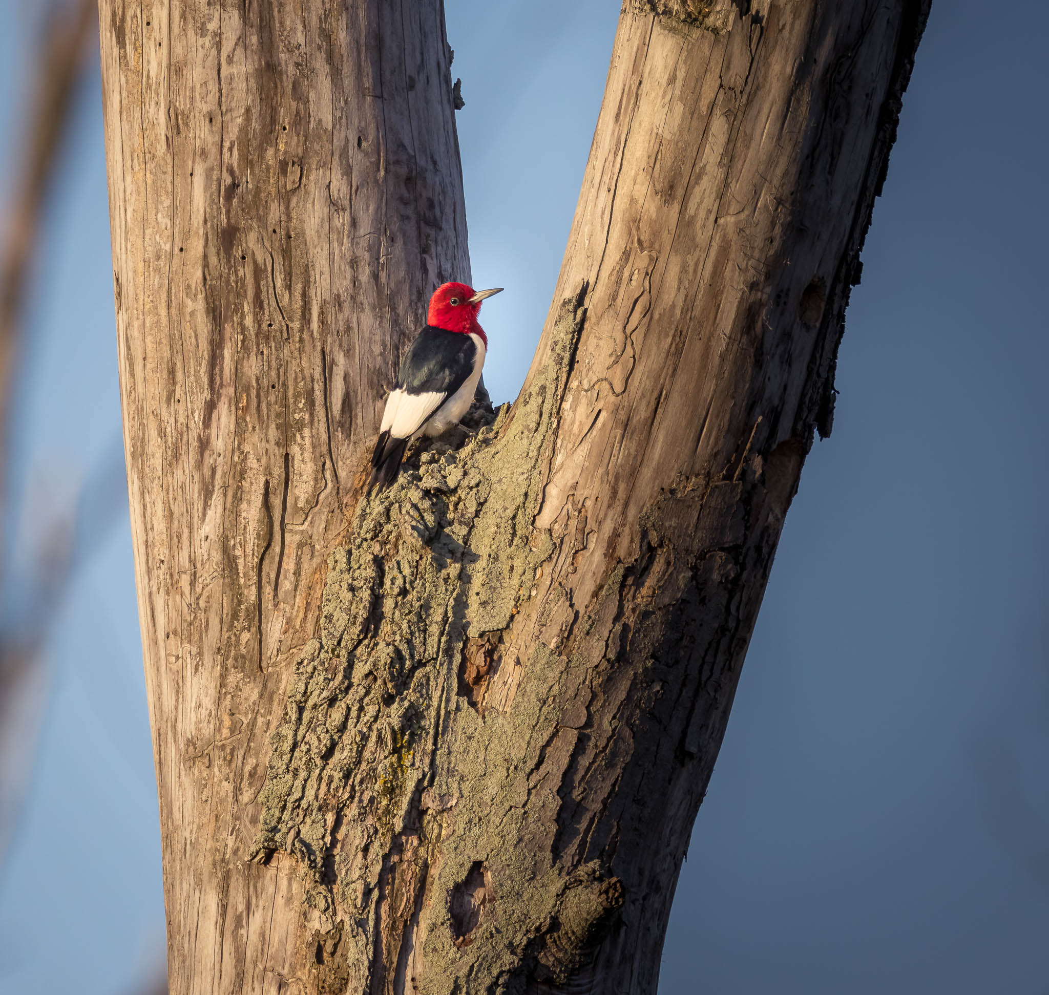 Red-Headed Woodpecker