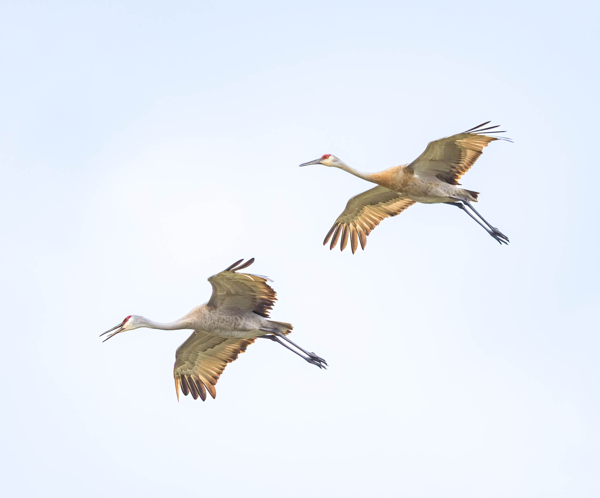 Sandhill Cranes