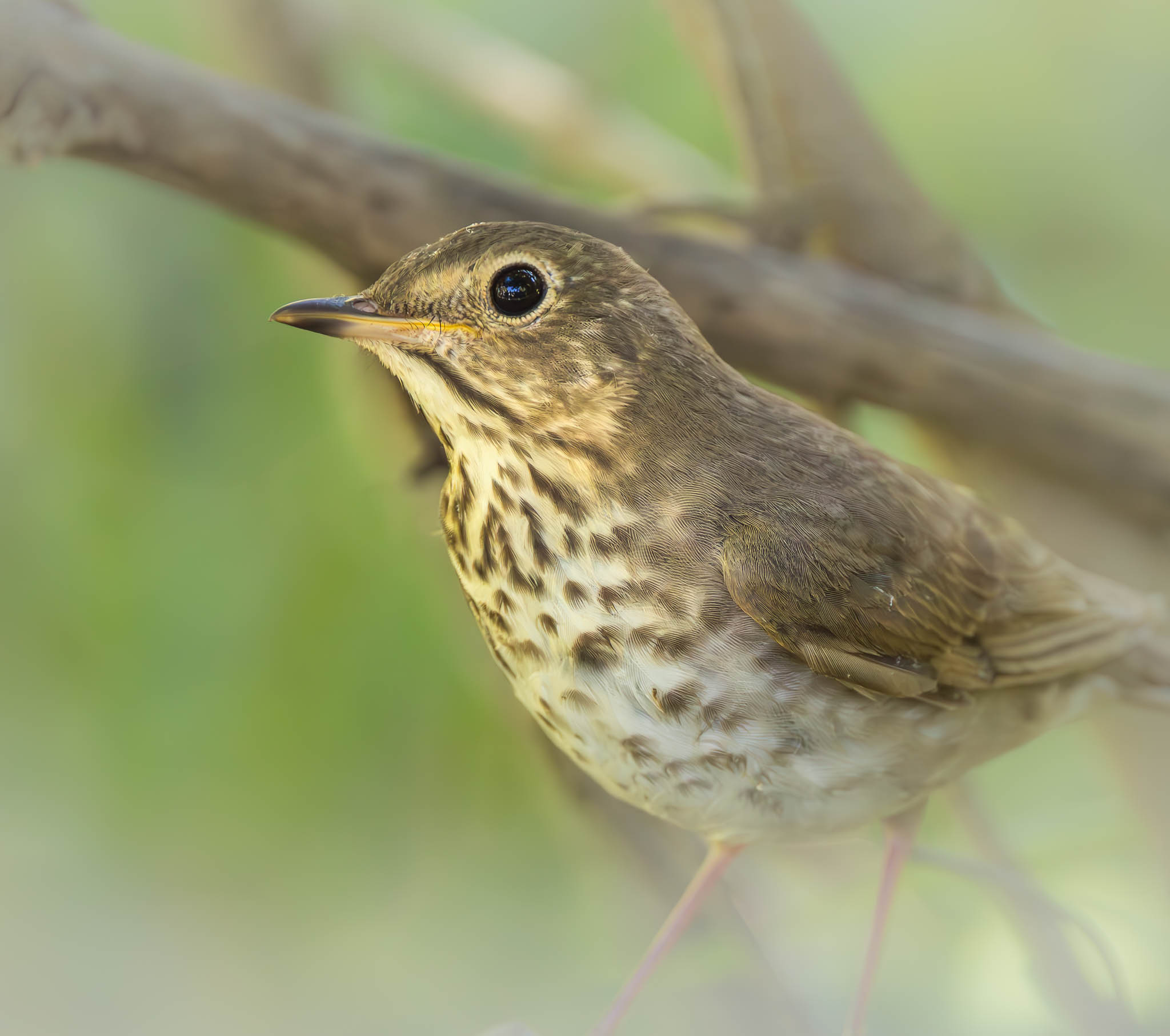 Swainson's Thrush