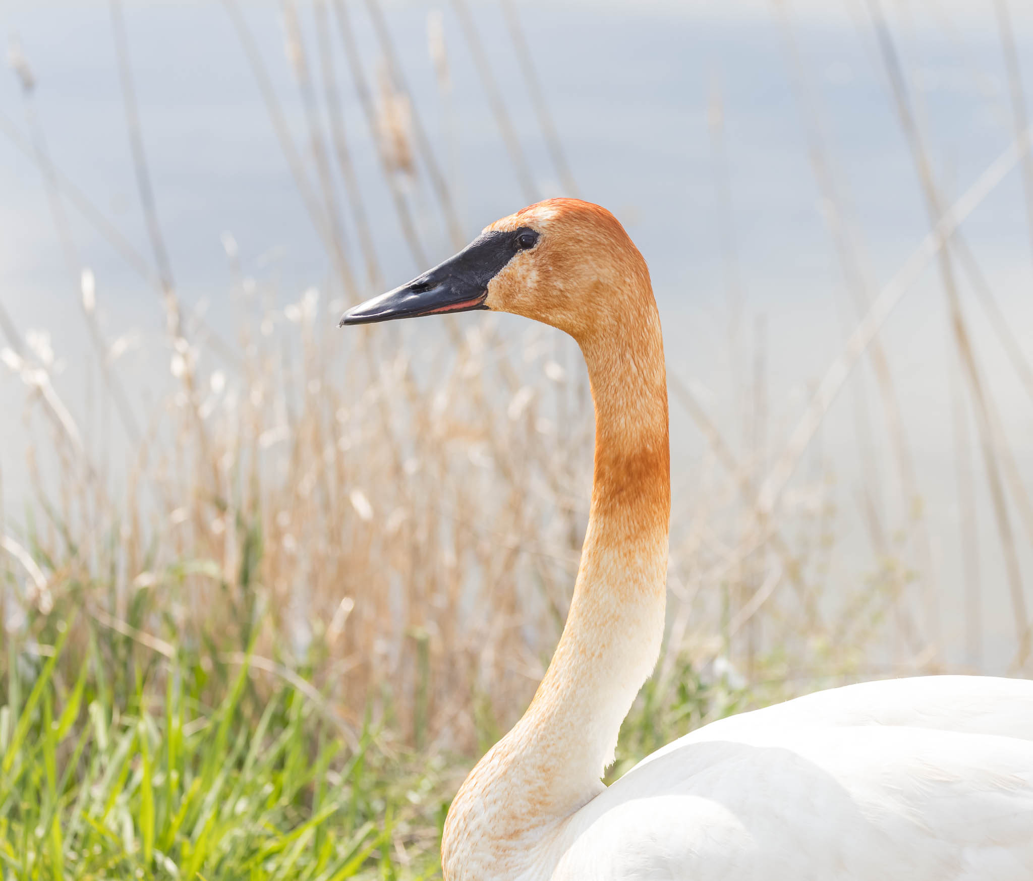 Trumpeter Swan