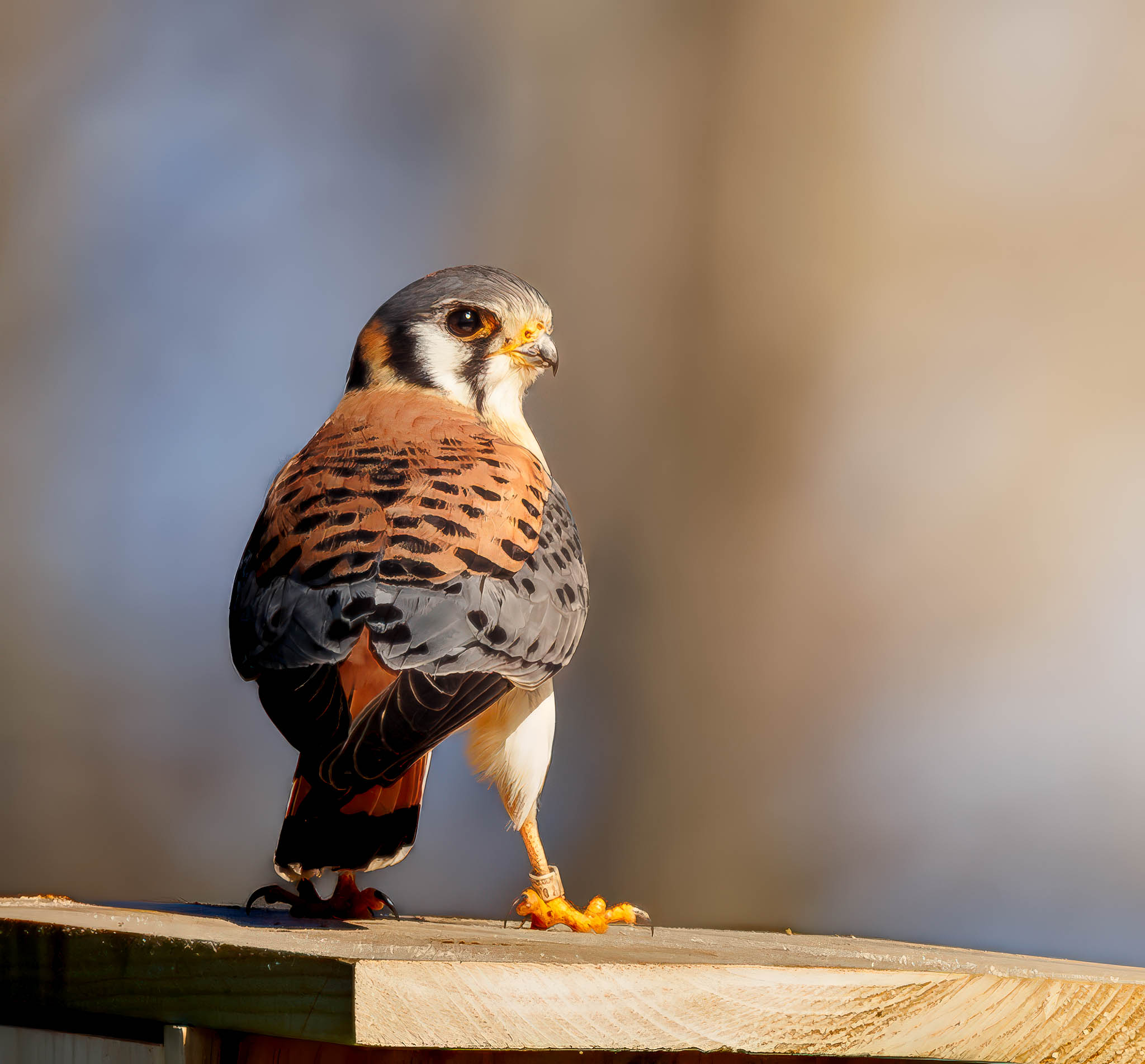 American Kestrel