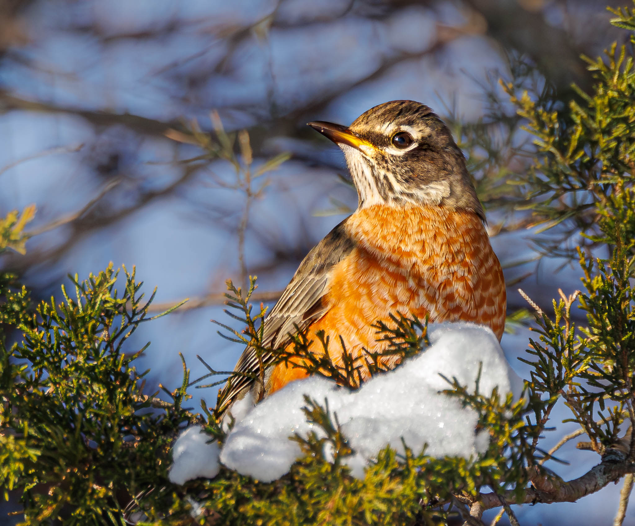 American Robin