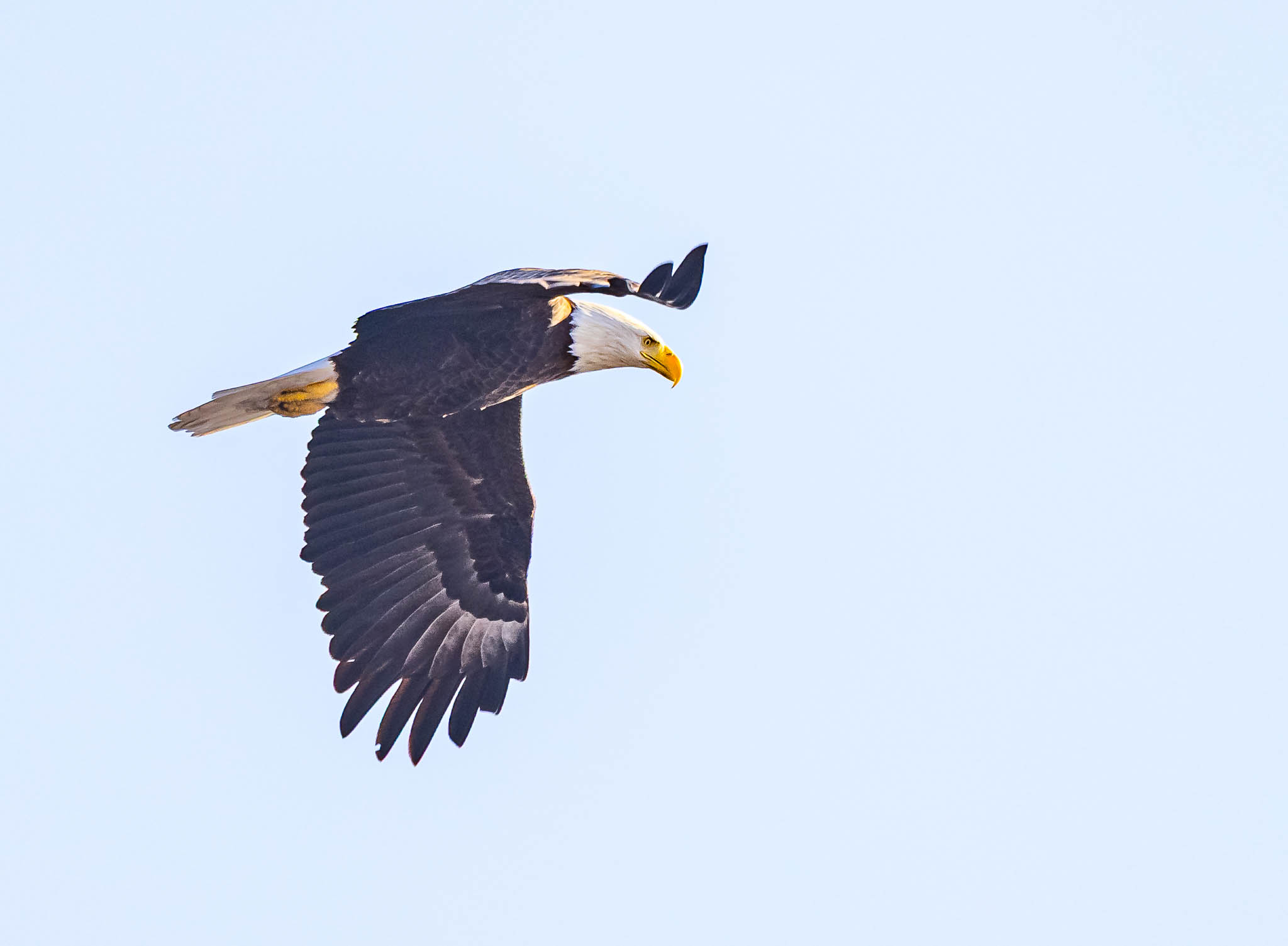 Bald Eagle