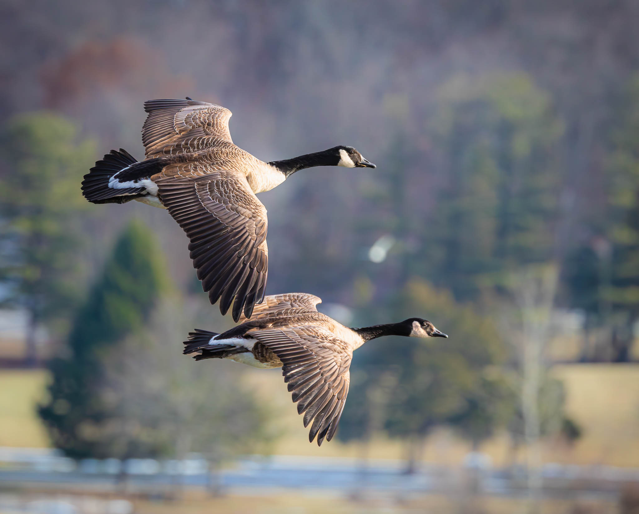 Canada Geese