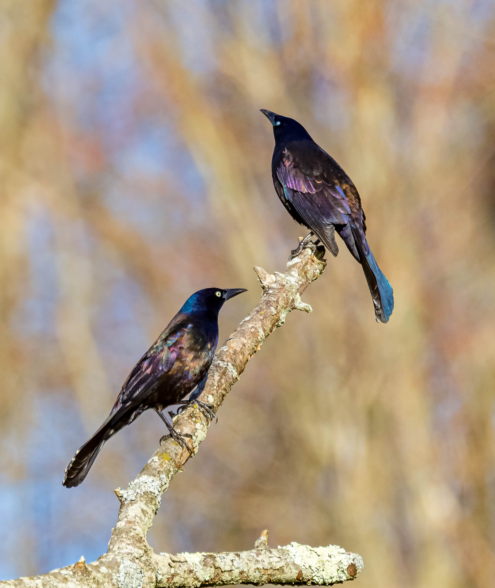 Common Grackle
