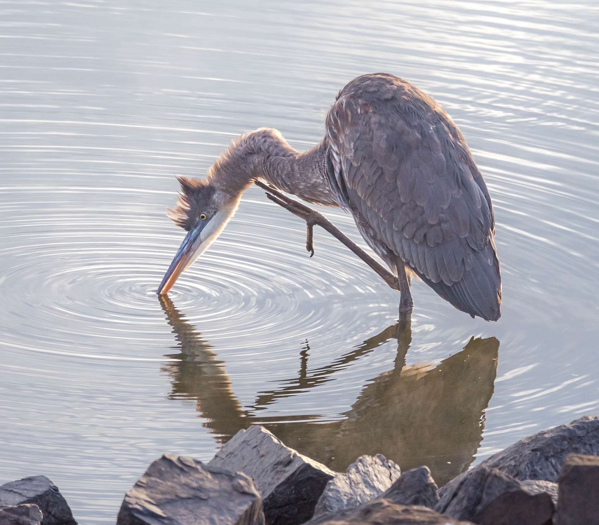 Great Blue Heron