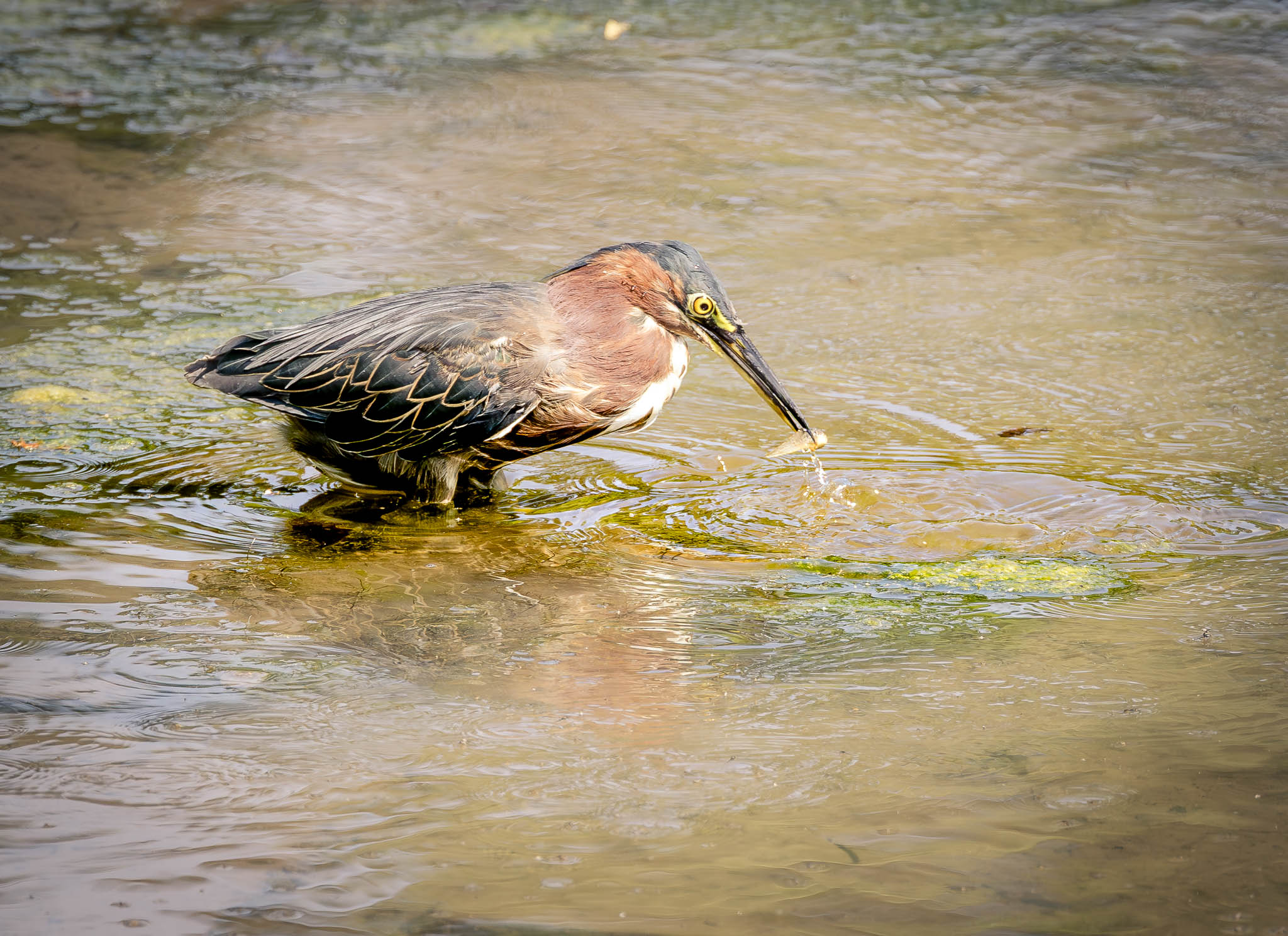 Green Heron