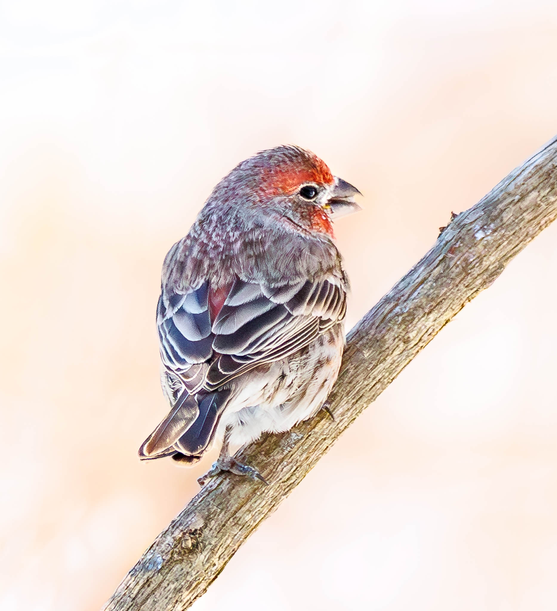 House Finch