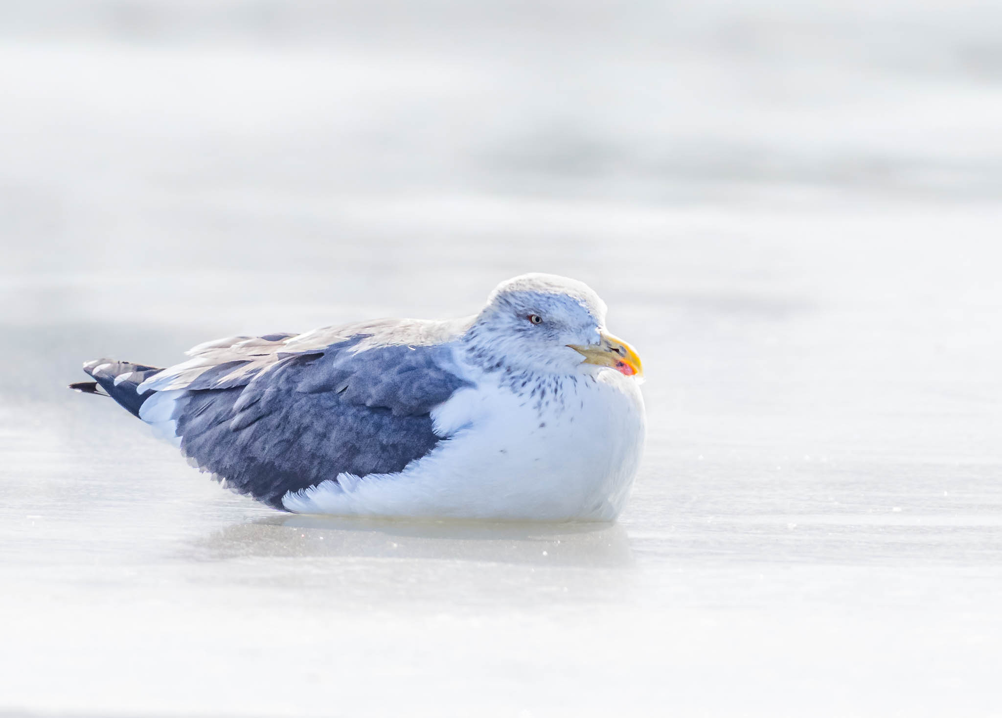Lesser Black-Backed Gull