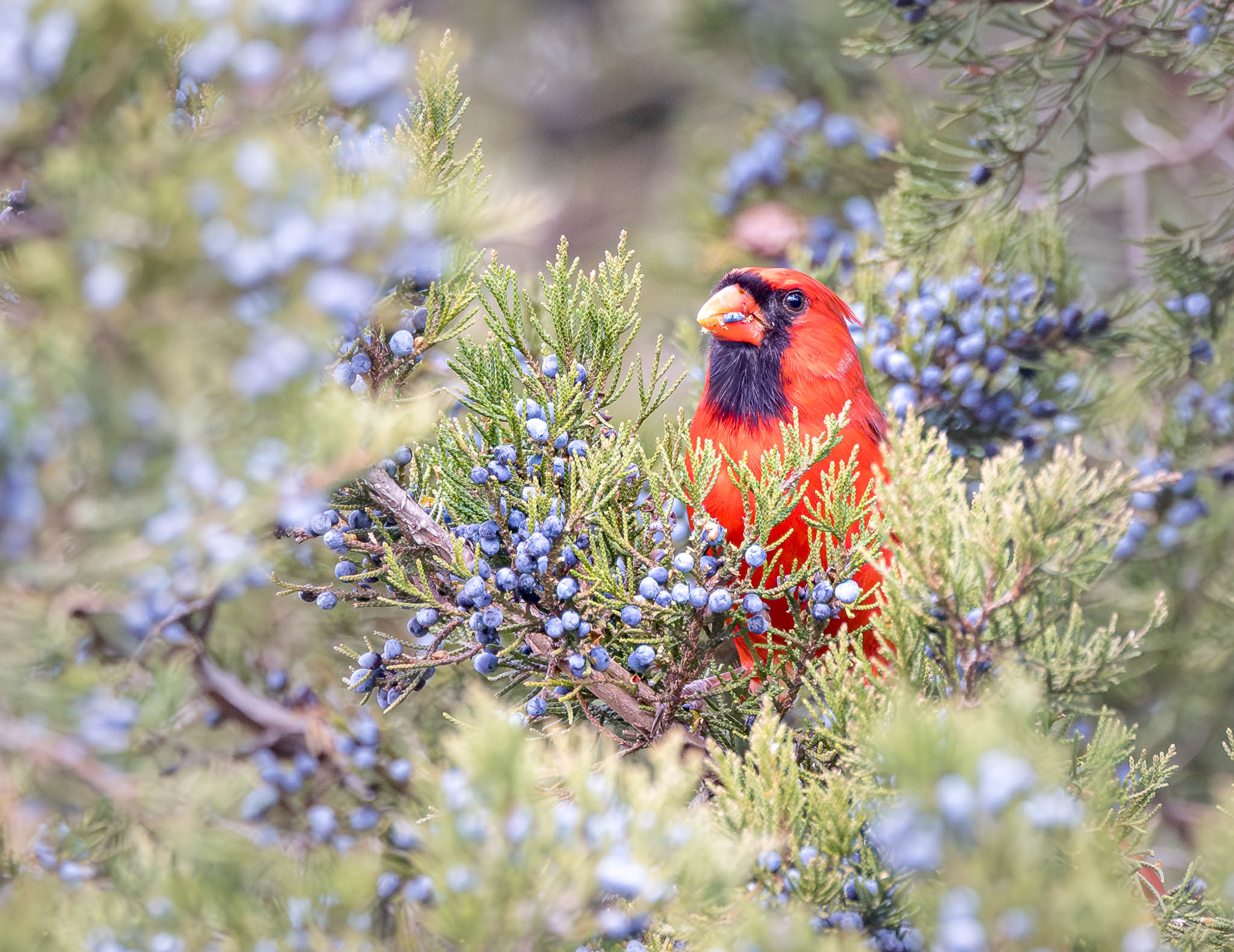 Northern Cardinal