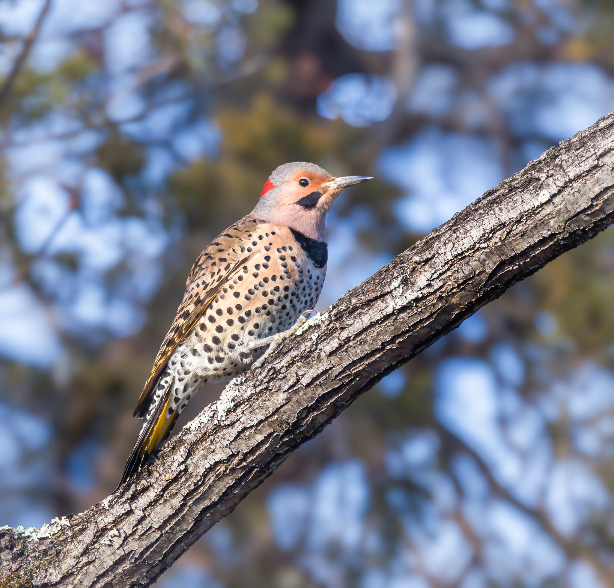Northern Flicker