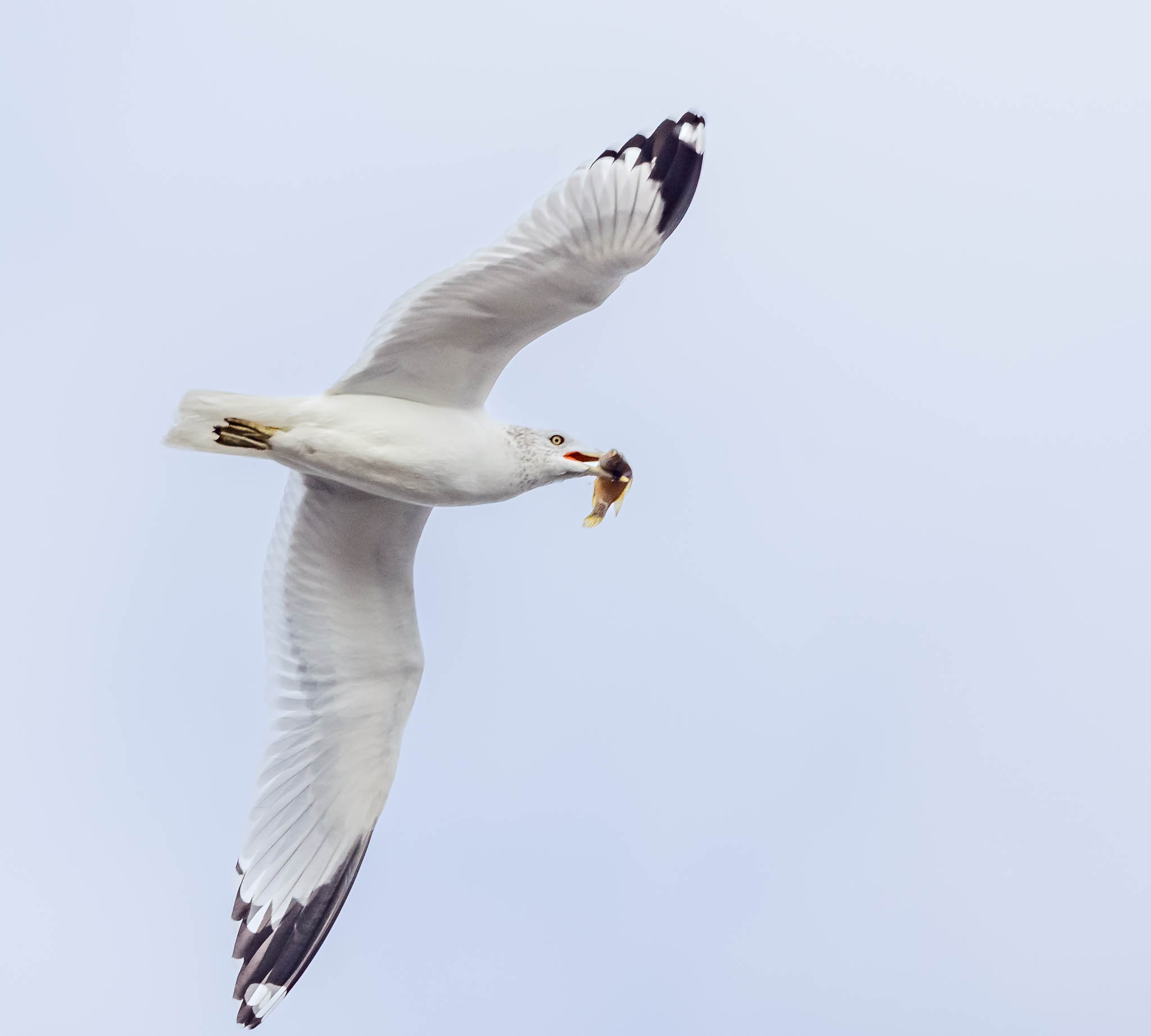 Ring-Billed Gull