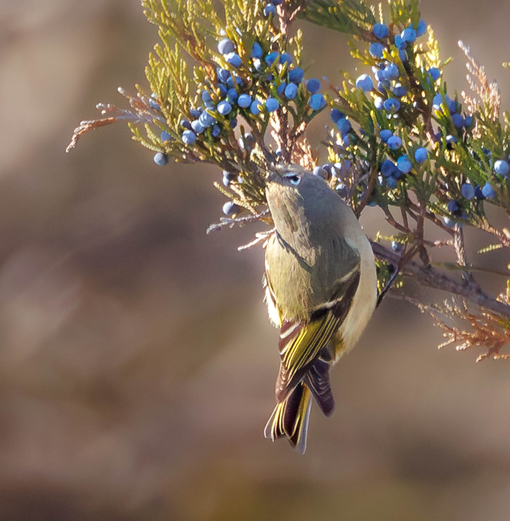 Ruby-Crowned Kinglet
