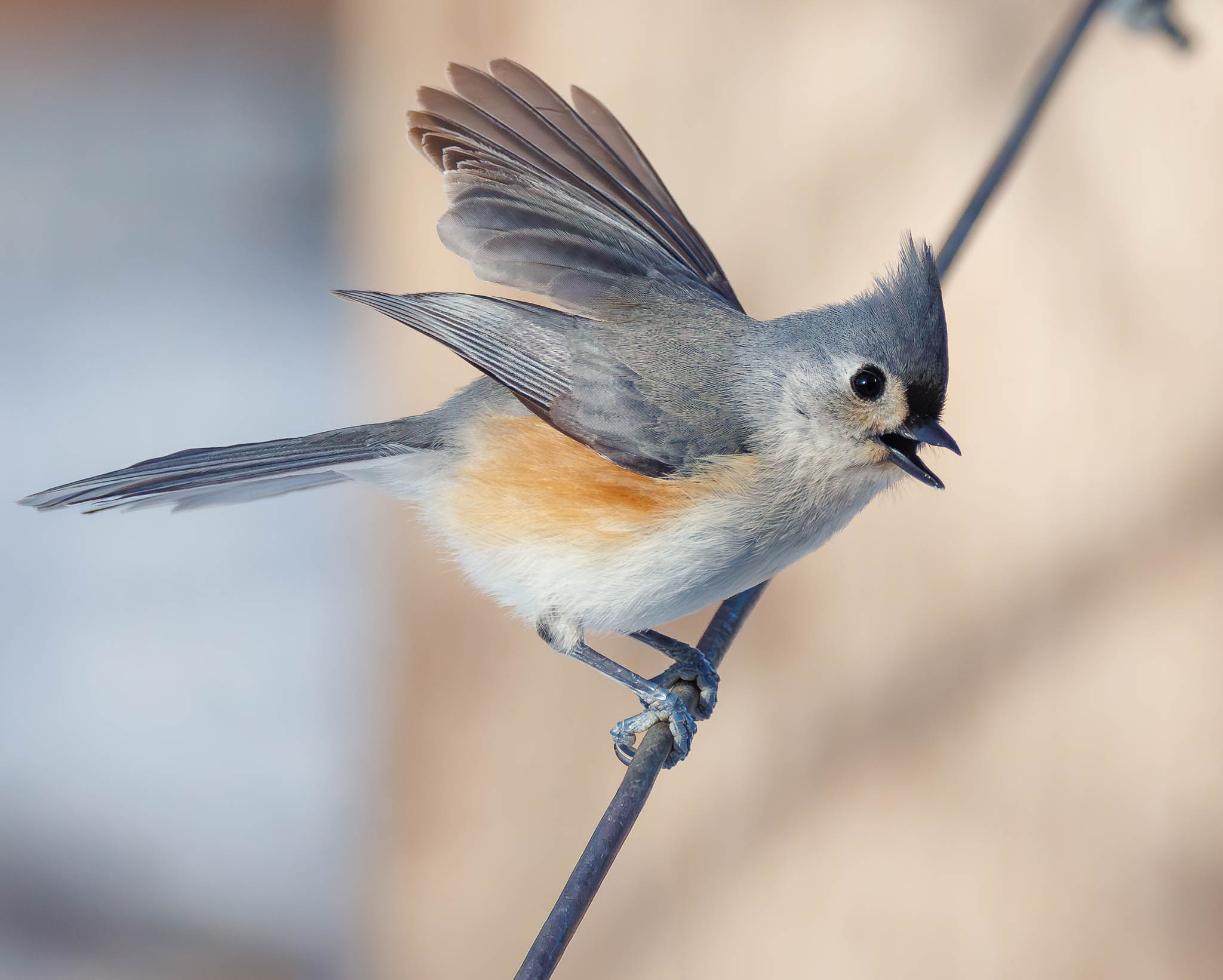 Tufted Titmouse