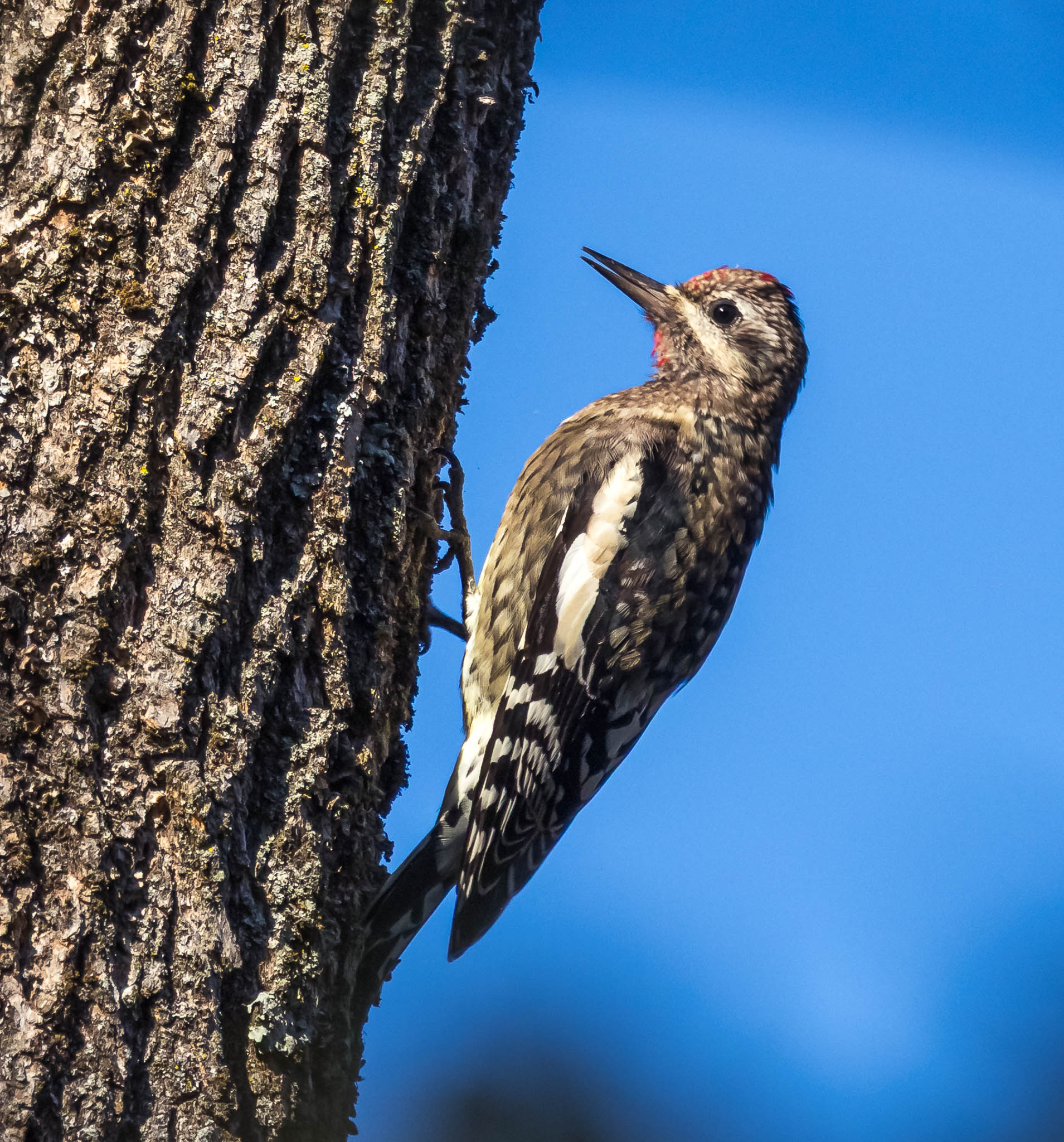 Yellow-Bellied Sapsucker