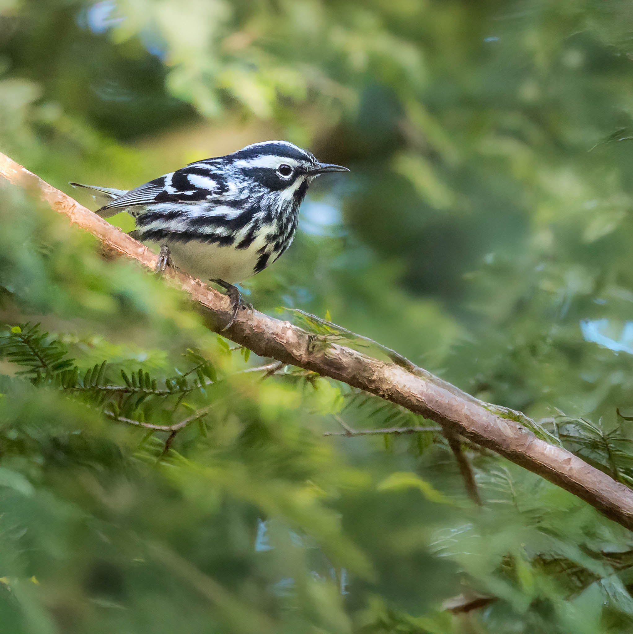 Black-And-White Warbler