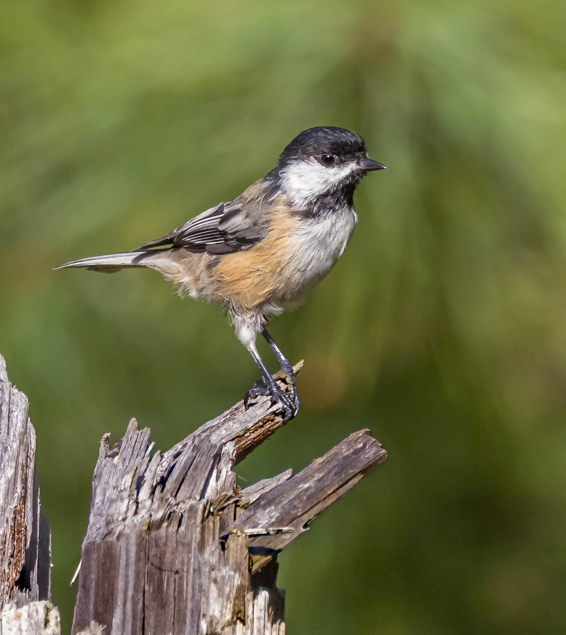 Black-Capped Chickadee