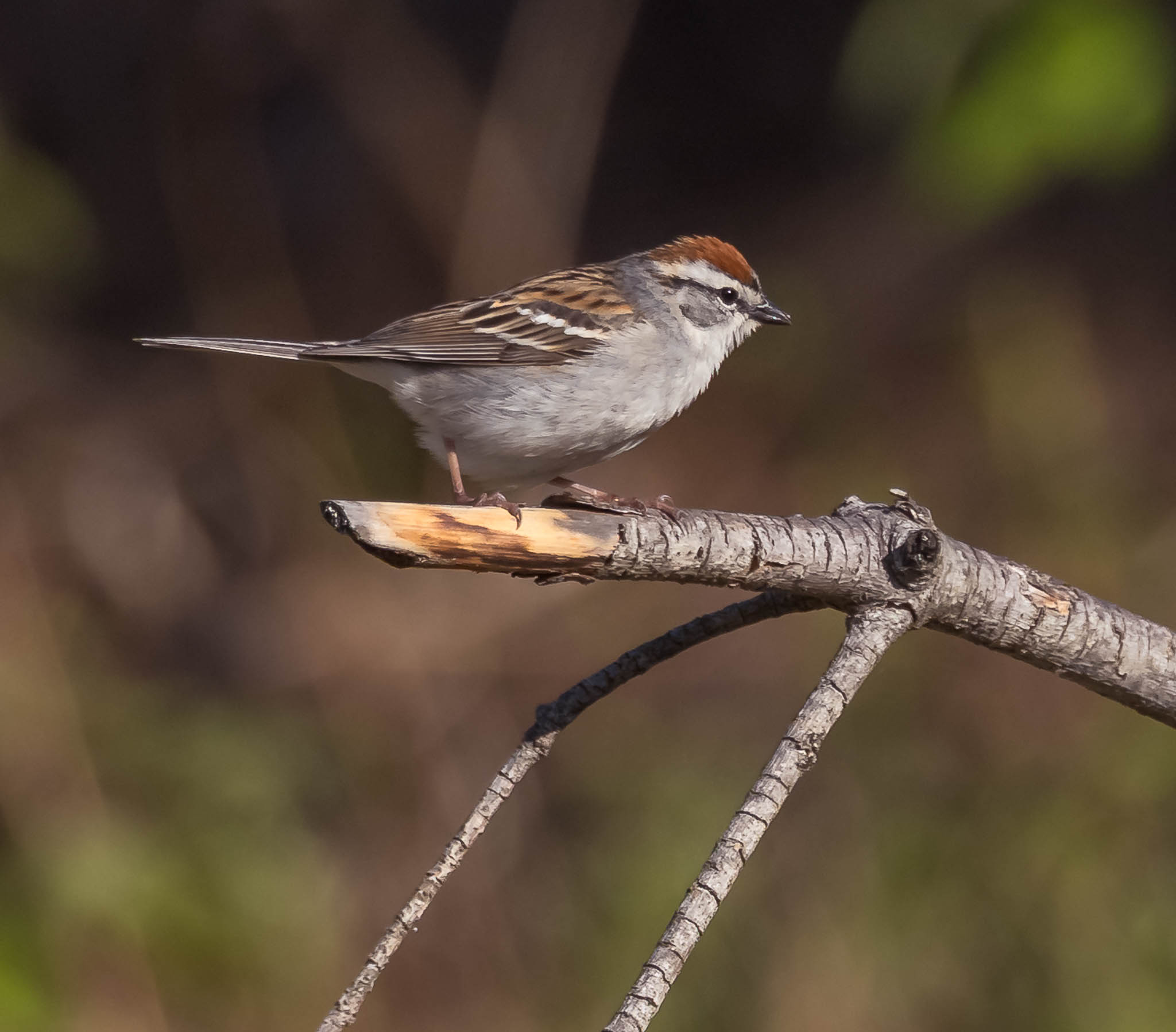 Chipping Sparrow