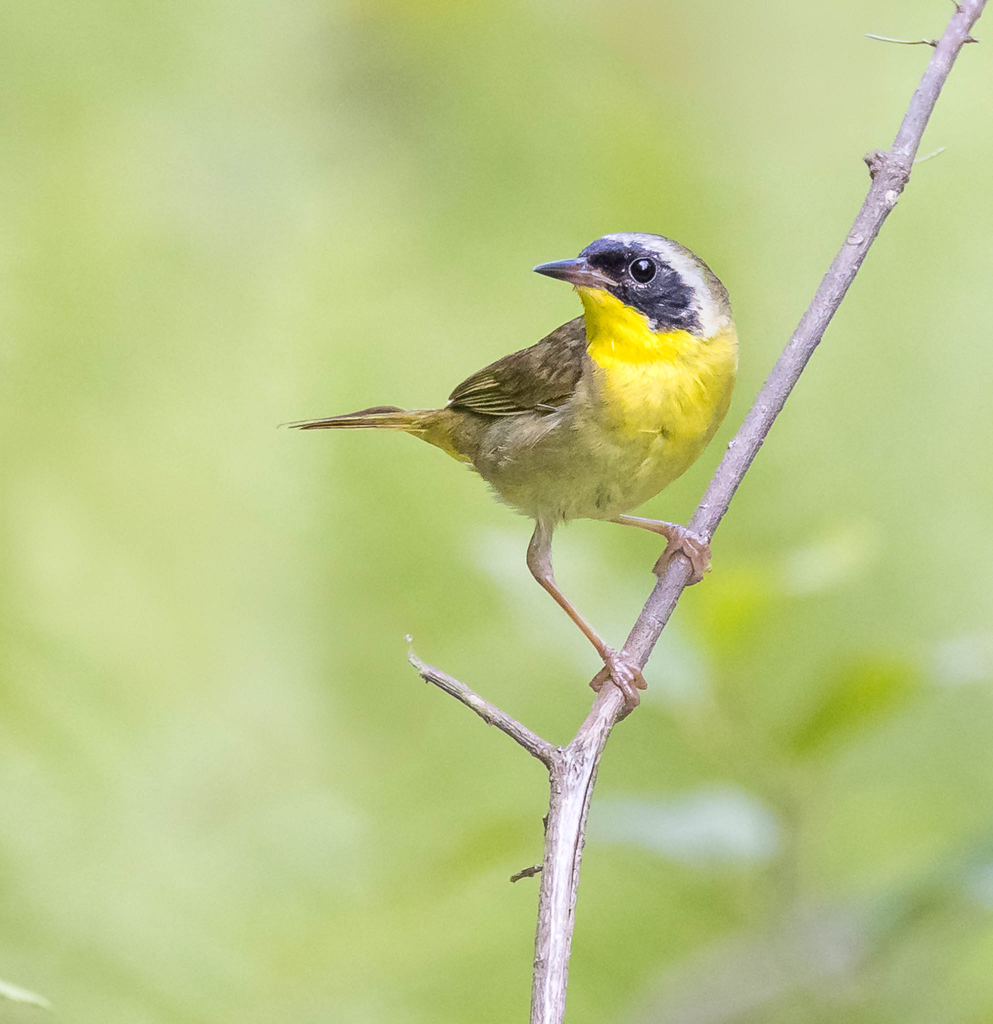 Common Yellowthroat