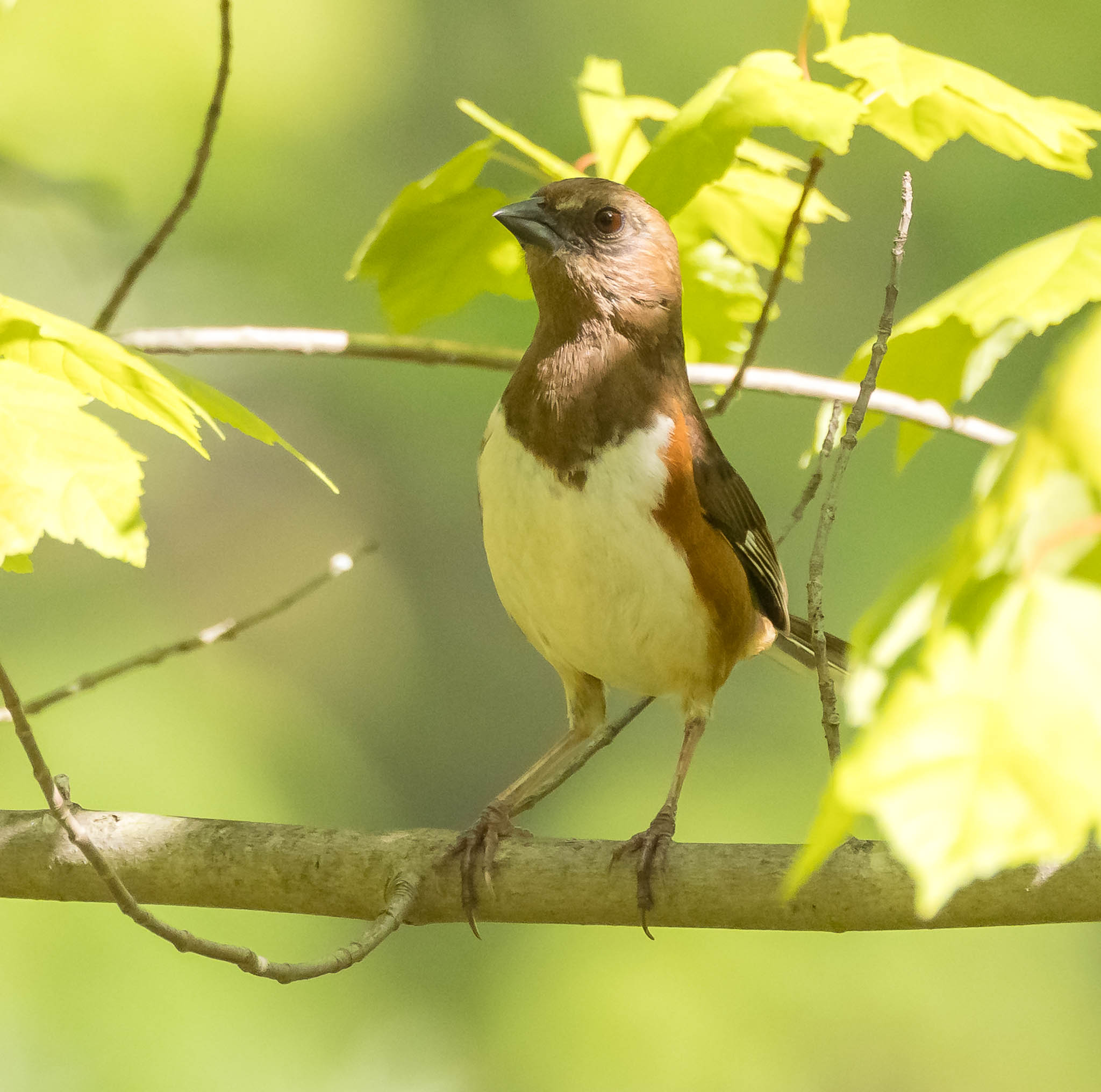 Female Eastern Towhee