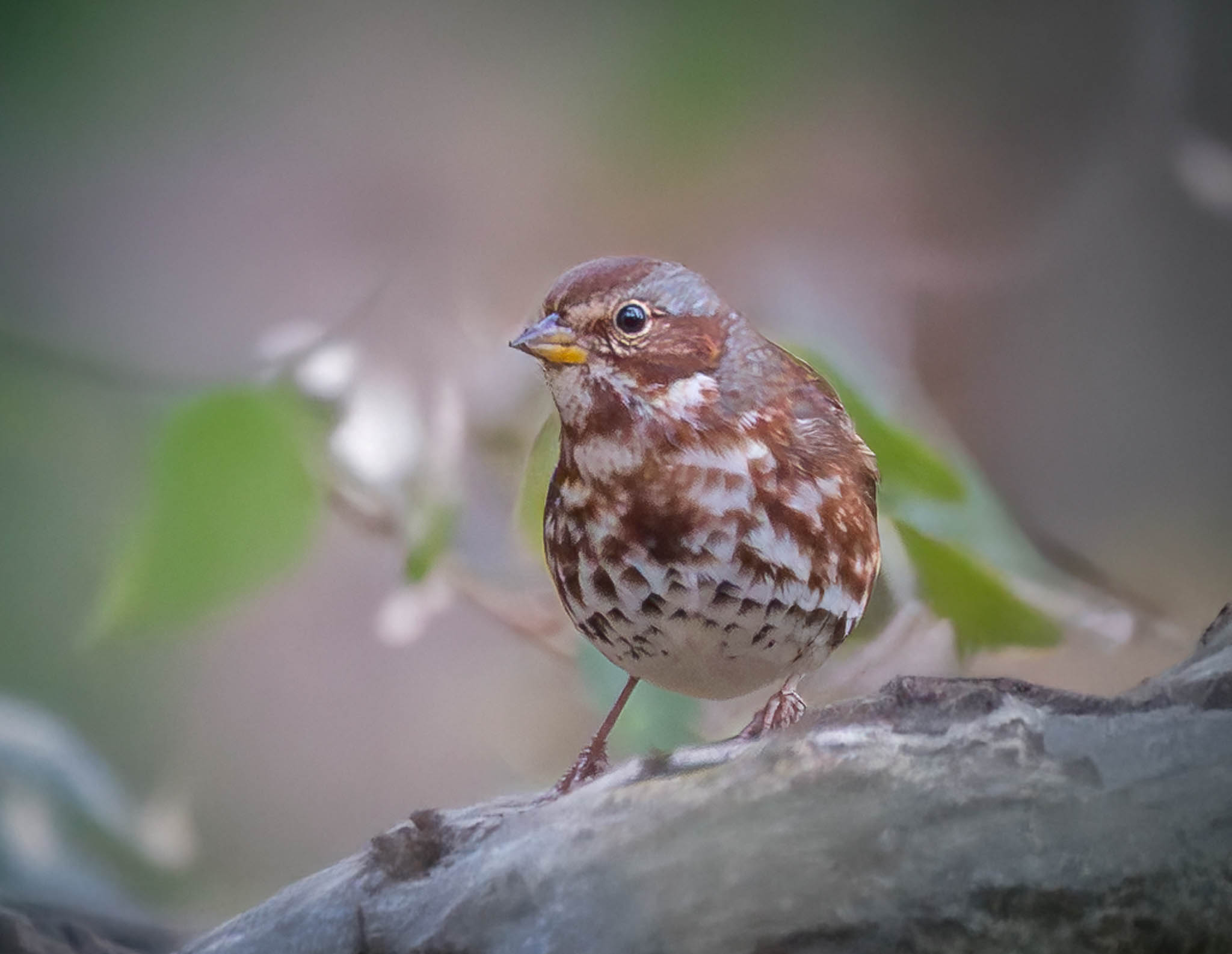 Fox Sparrow