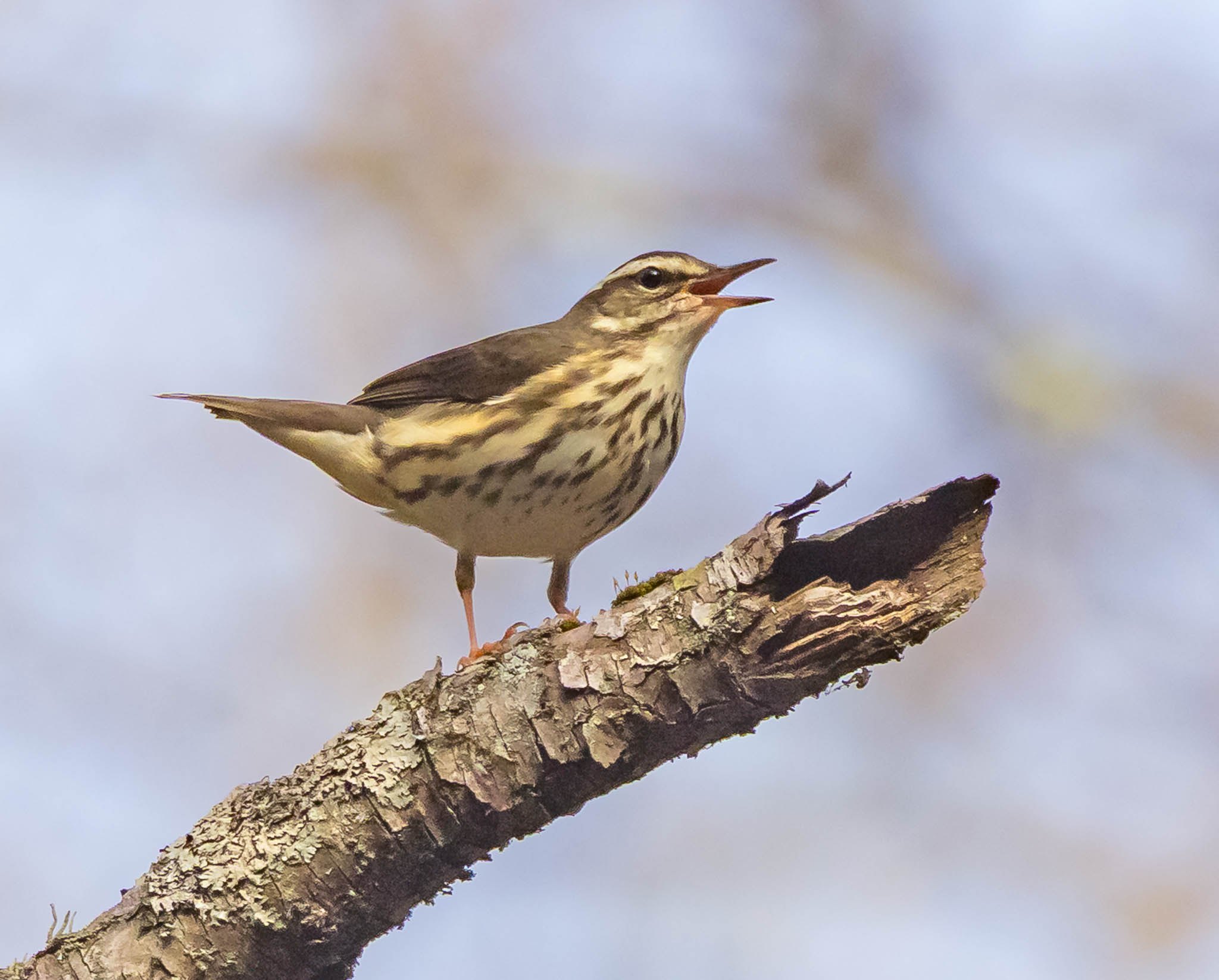 Louisiana Waterthrush