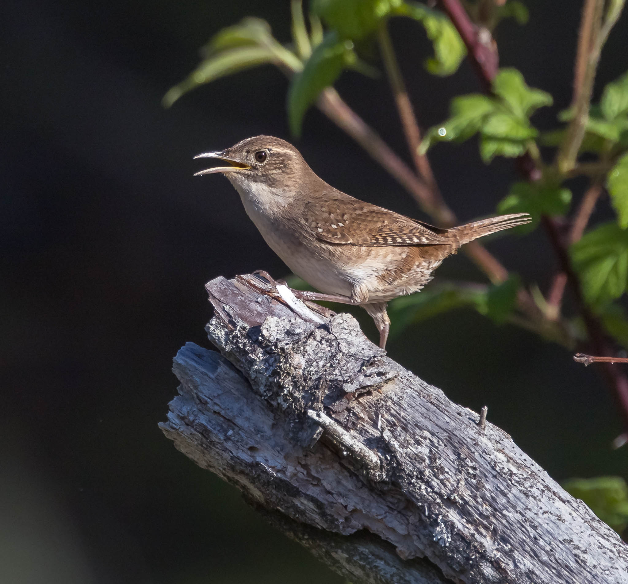Northern House Wren