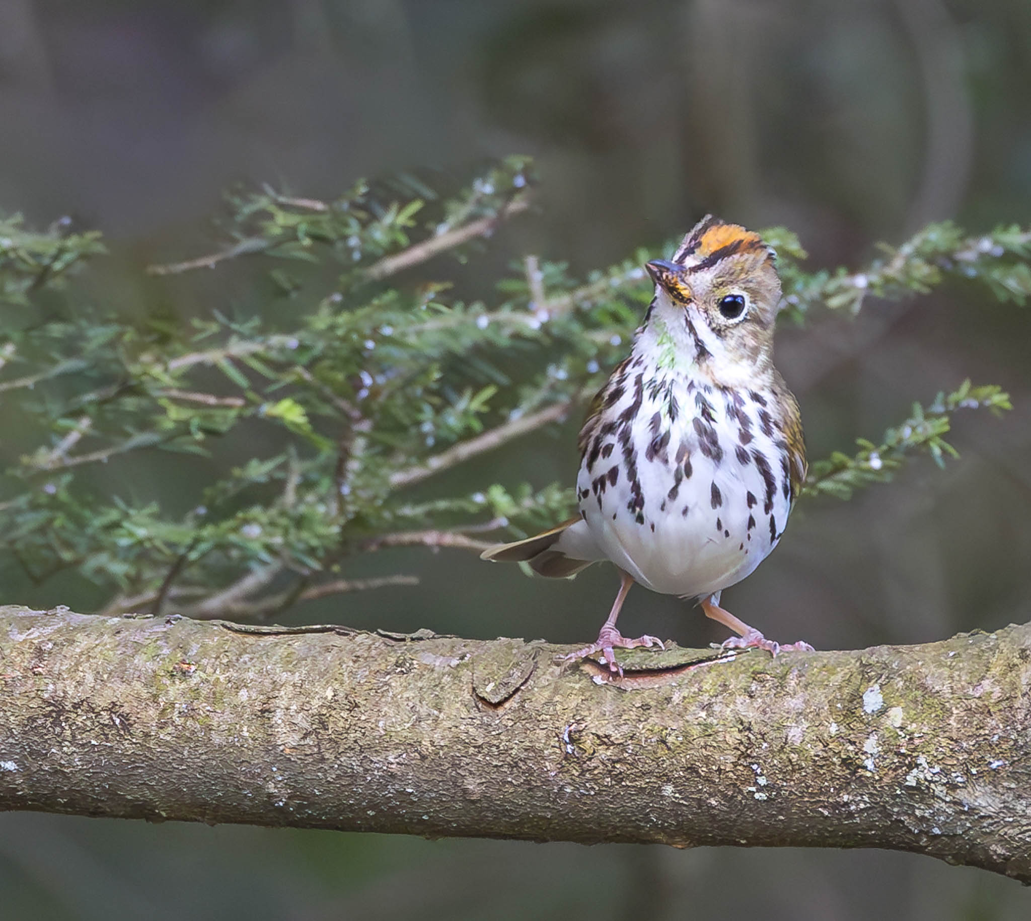 Ovenbird