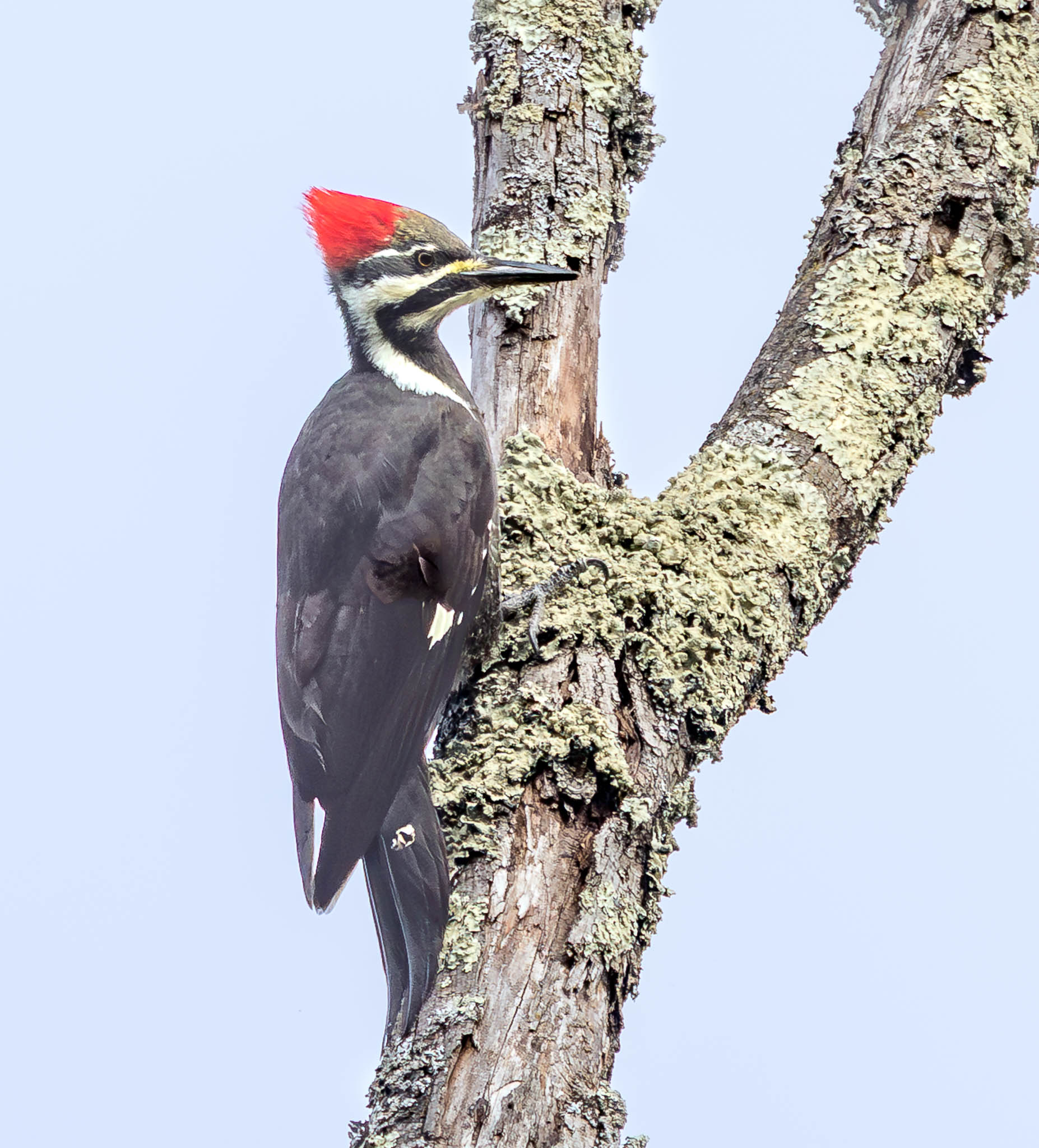 Pileated Woodpecker